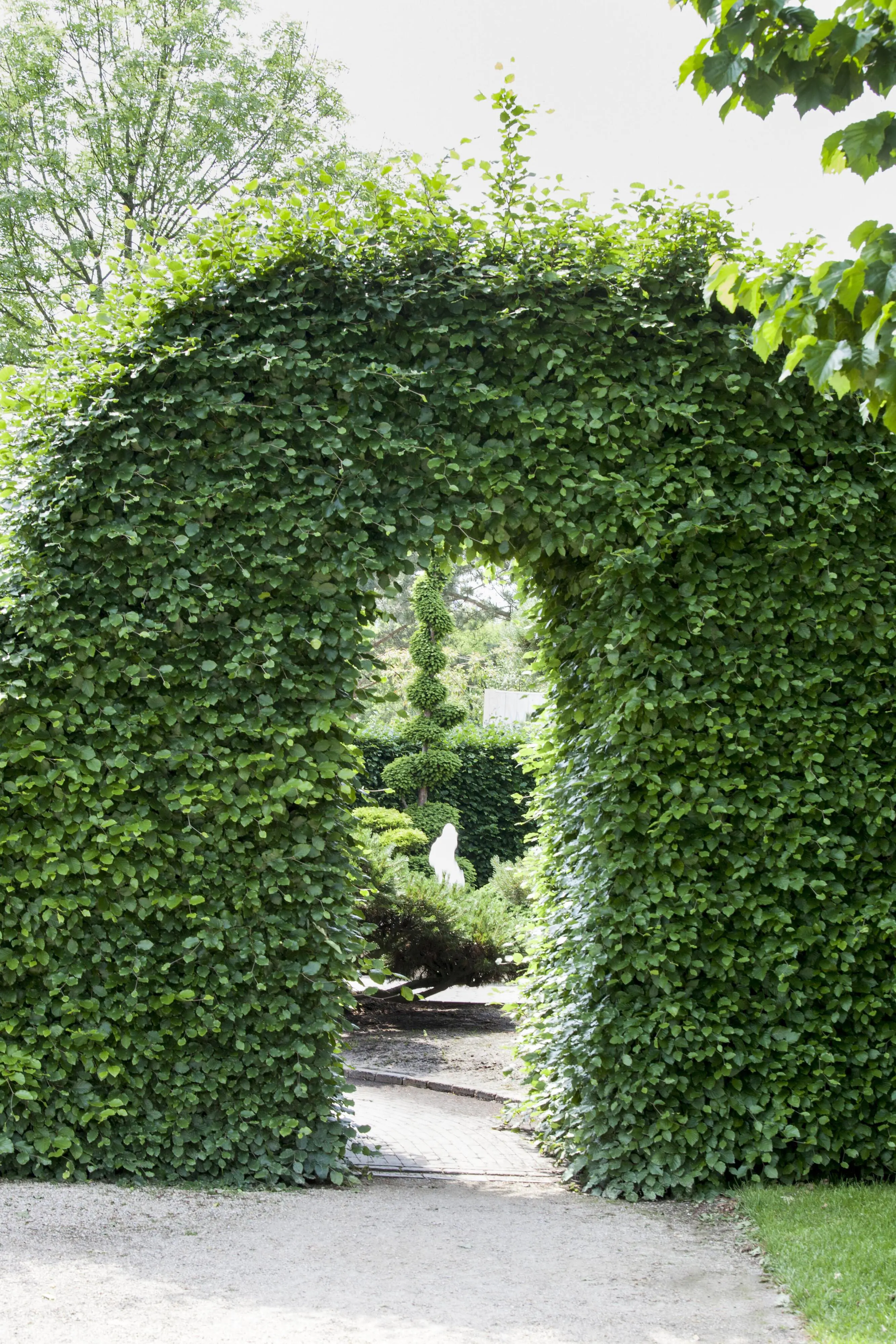 Rotbuche Fagus sylvatica H 150 - 175 cm, 35 Stück