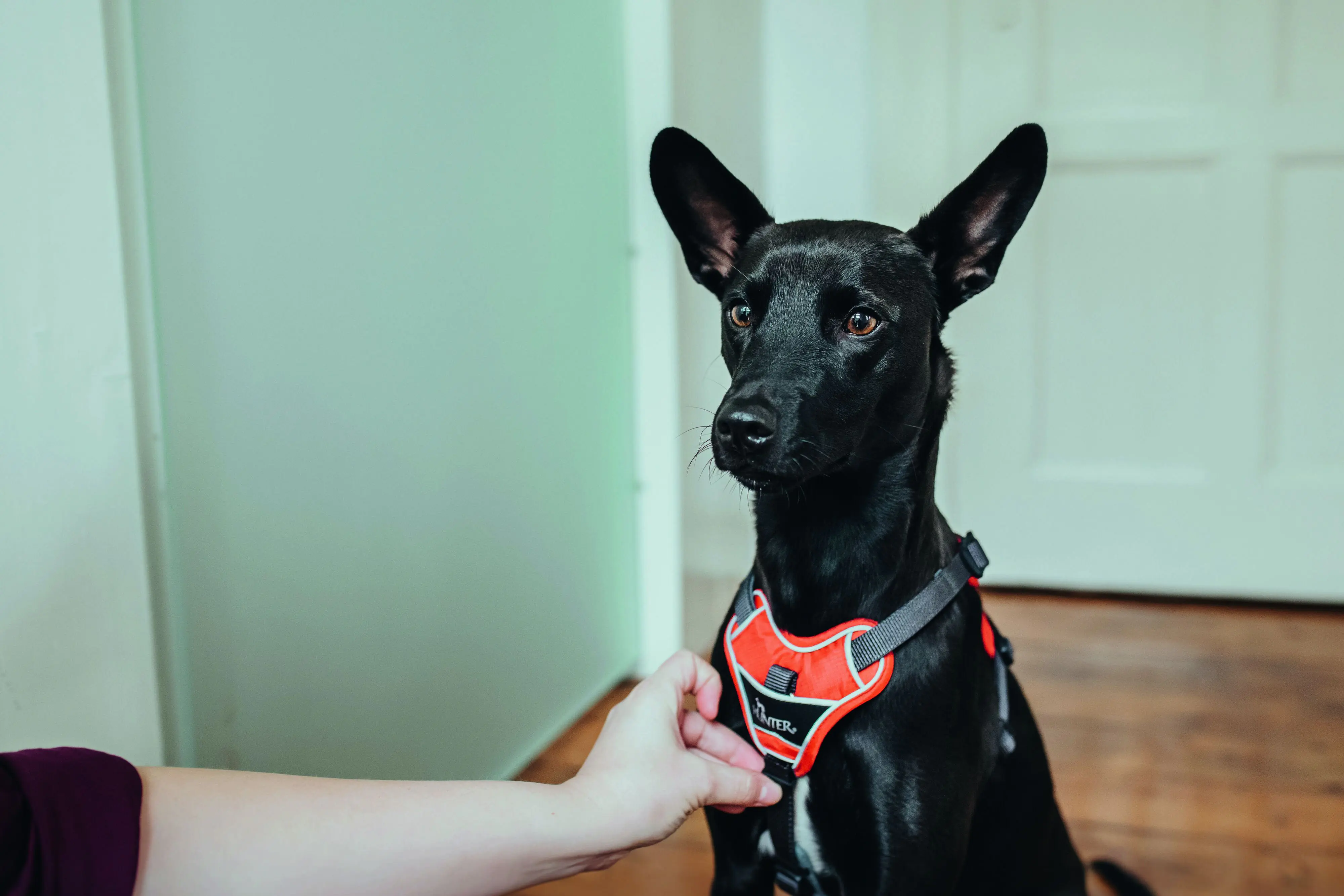 Hunter Hundegeschirr Divo S-M rot/grau