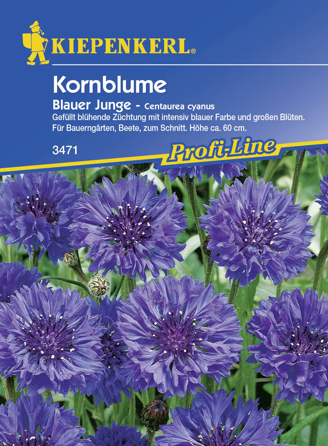 Kiepenkerl Kornblume Blauer Junge Centaurea cyanus, Inhalt: ca. 60 Pflanzen