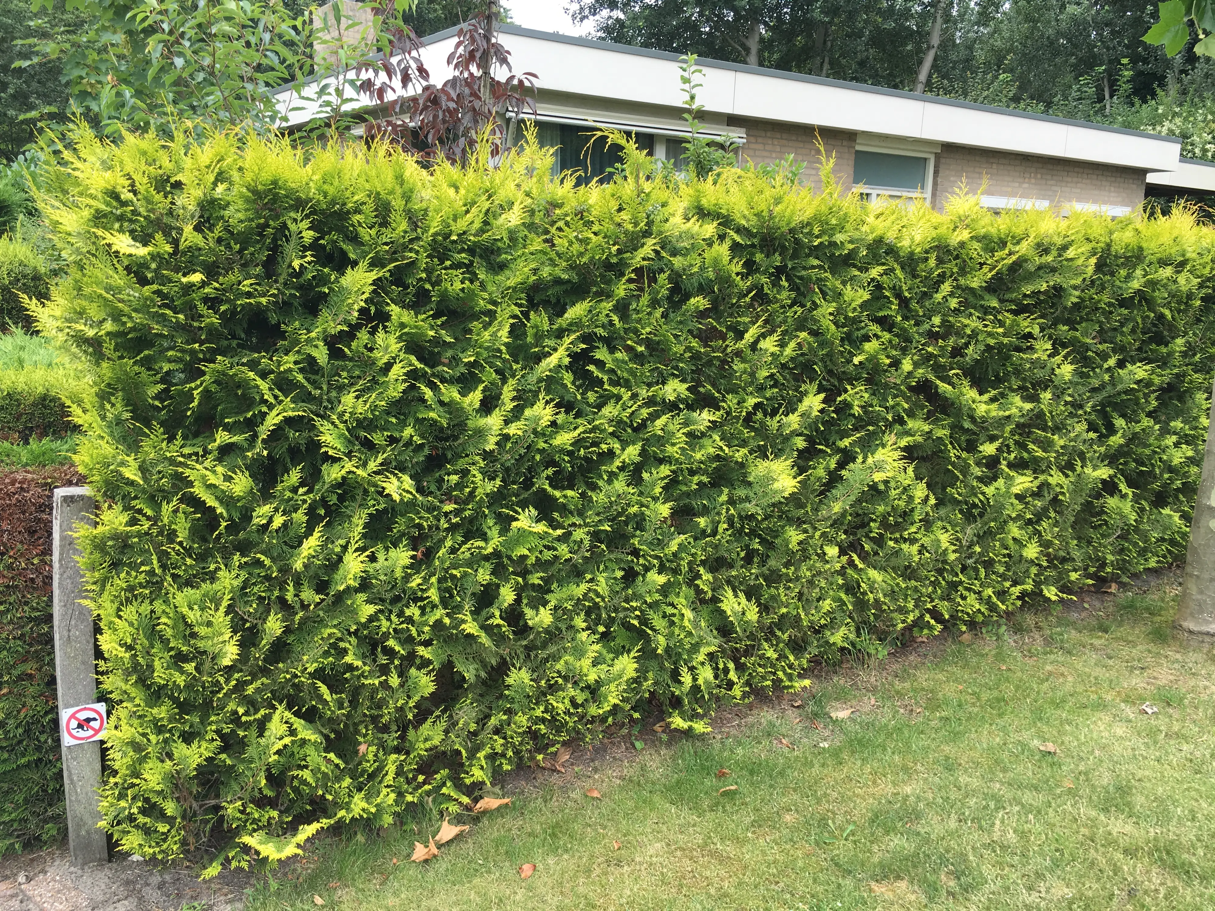 Gelbe Säulenzypresse Cham. law. Ivonne H 100 - 120 cm, 20 Stück Gelbe Säulenzypresse Cham. law. Ivonne H 100 - 120 cm, 20 Stück