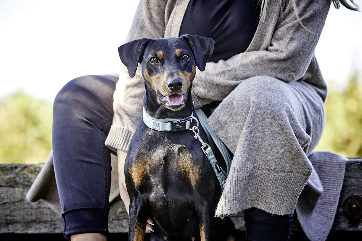 Wolters Hundehalsband Professional Comfort salbei grün