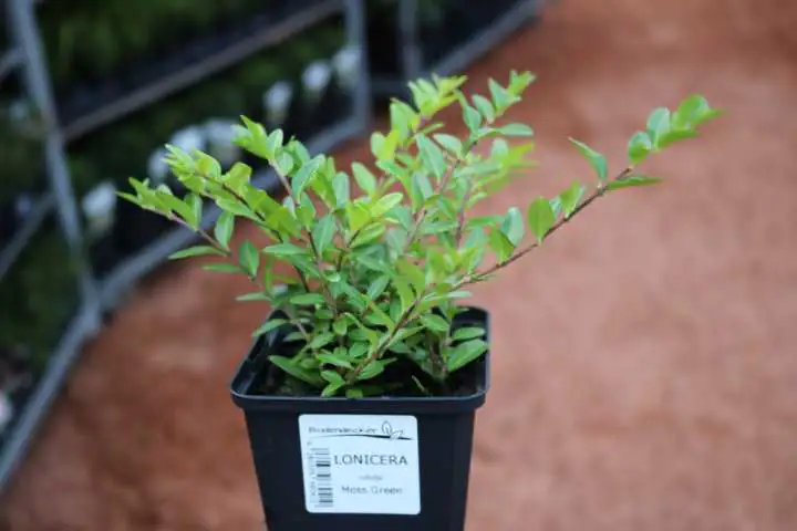 Heckenmyrte Moss Green 11 cm Topf