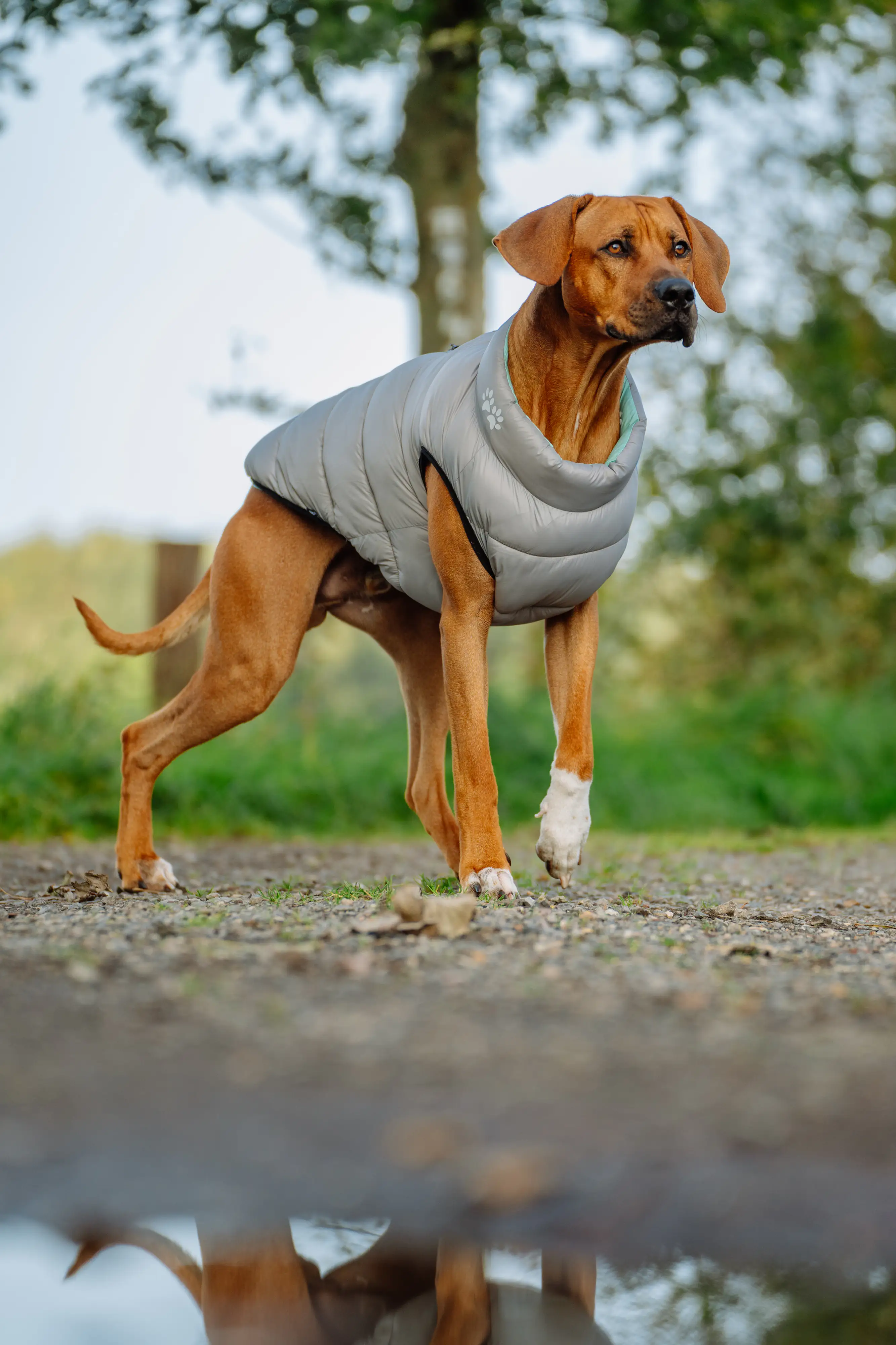 Nobby Hundemantel Light cascade grau