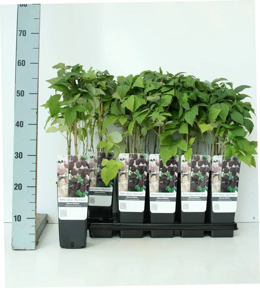 Obststrauch Schwarze Himbeere 2 L Eckcontainer