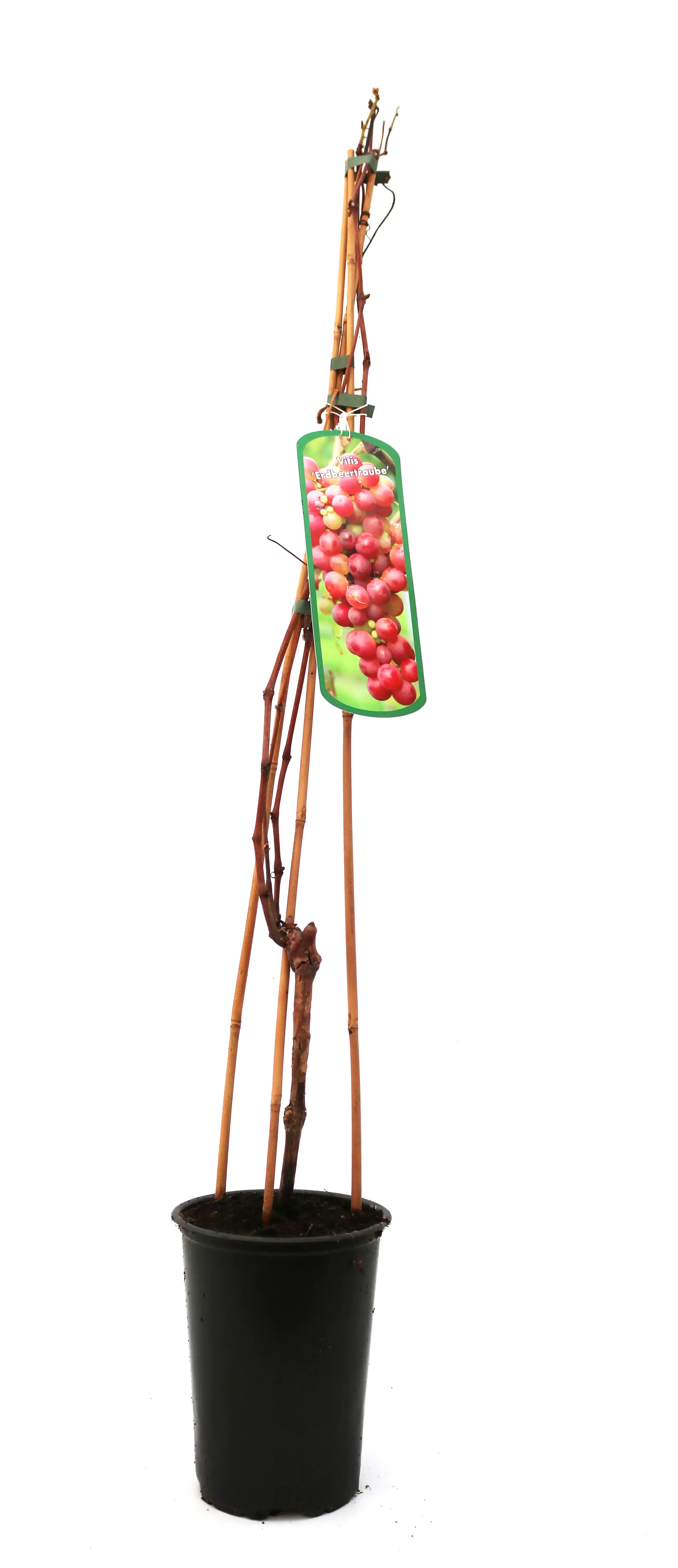 Obststrauch Weintraube Erdbeertraube 3 l Container Obststrauch Weintraube Erdbeertraube 3 l Container