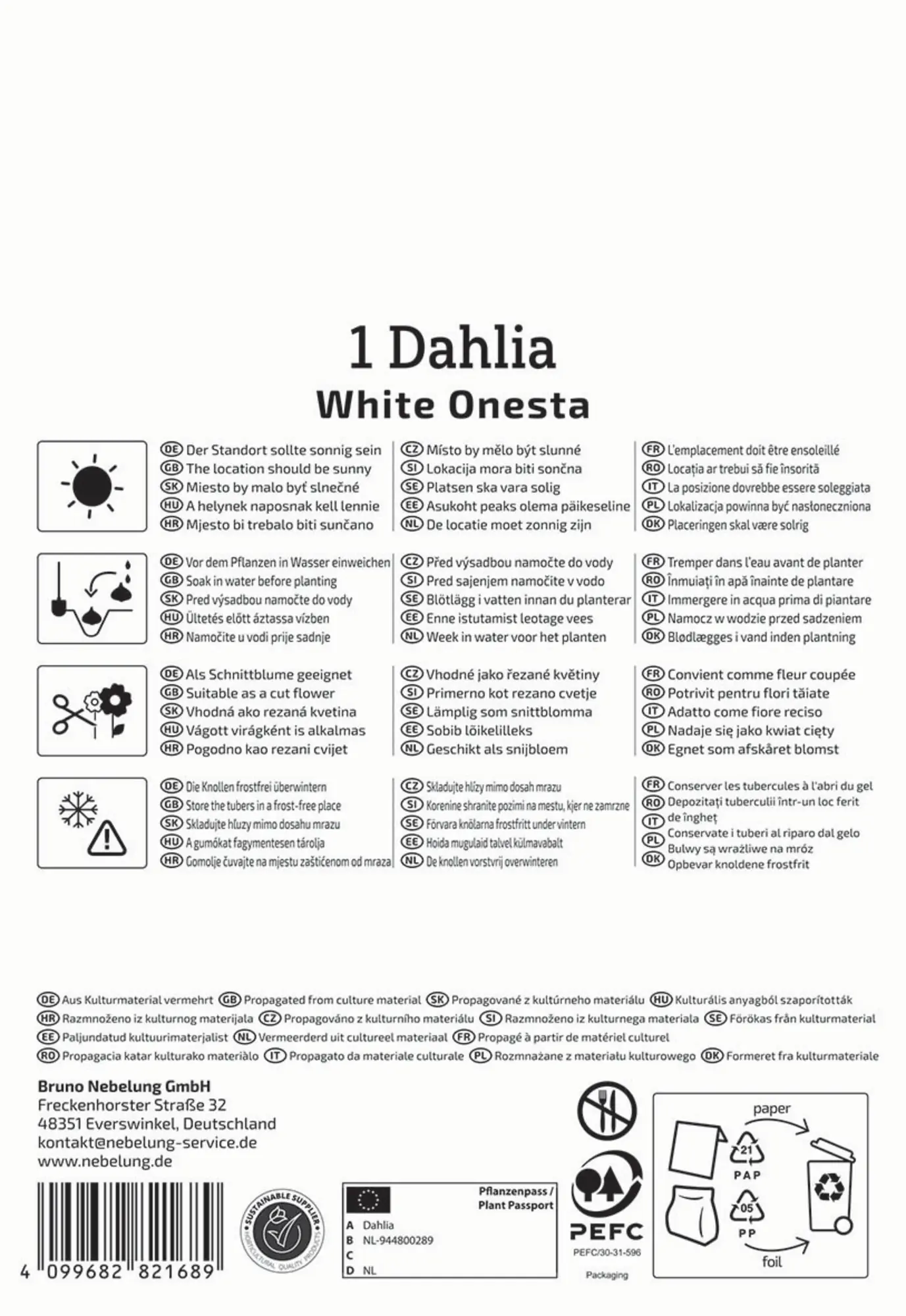 Kiepenkerl Frühjahrsblumenzwiebel Seerosen-Dahlie White Onesta 1 Stück