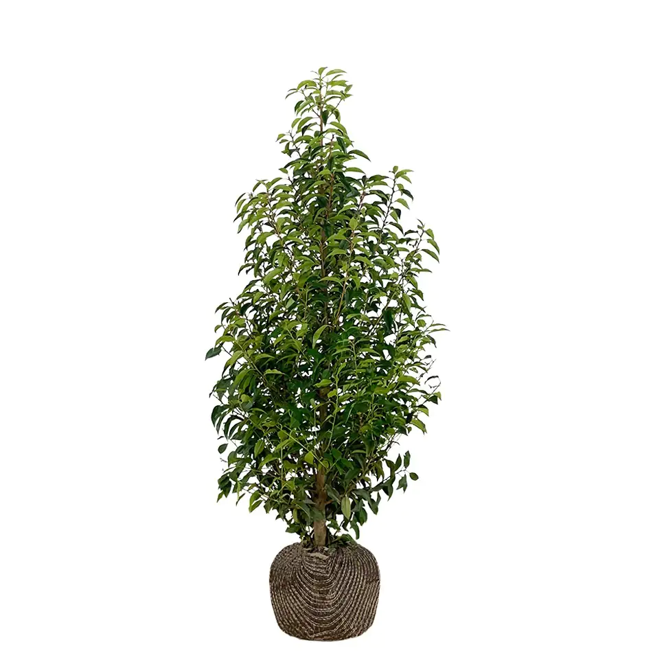 Portugiesische Kirschlorbeer Prunus ang. Lusitanica H 160 - 180 cm, 15 Stück Portugiesische Kirschlorbeer Prunus ang. Lusitanica H 160 - 180 cm, 15 Stück