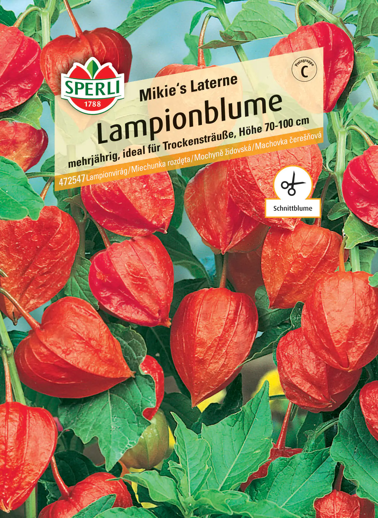 Sperli Lampionblume Mikie's Laterne