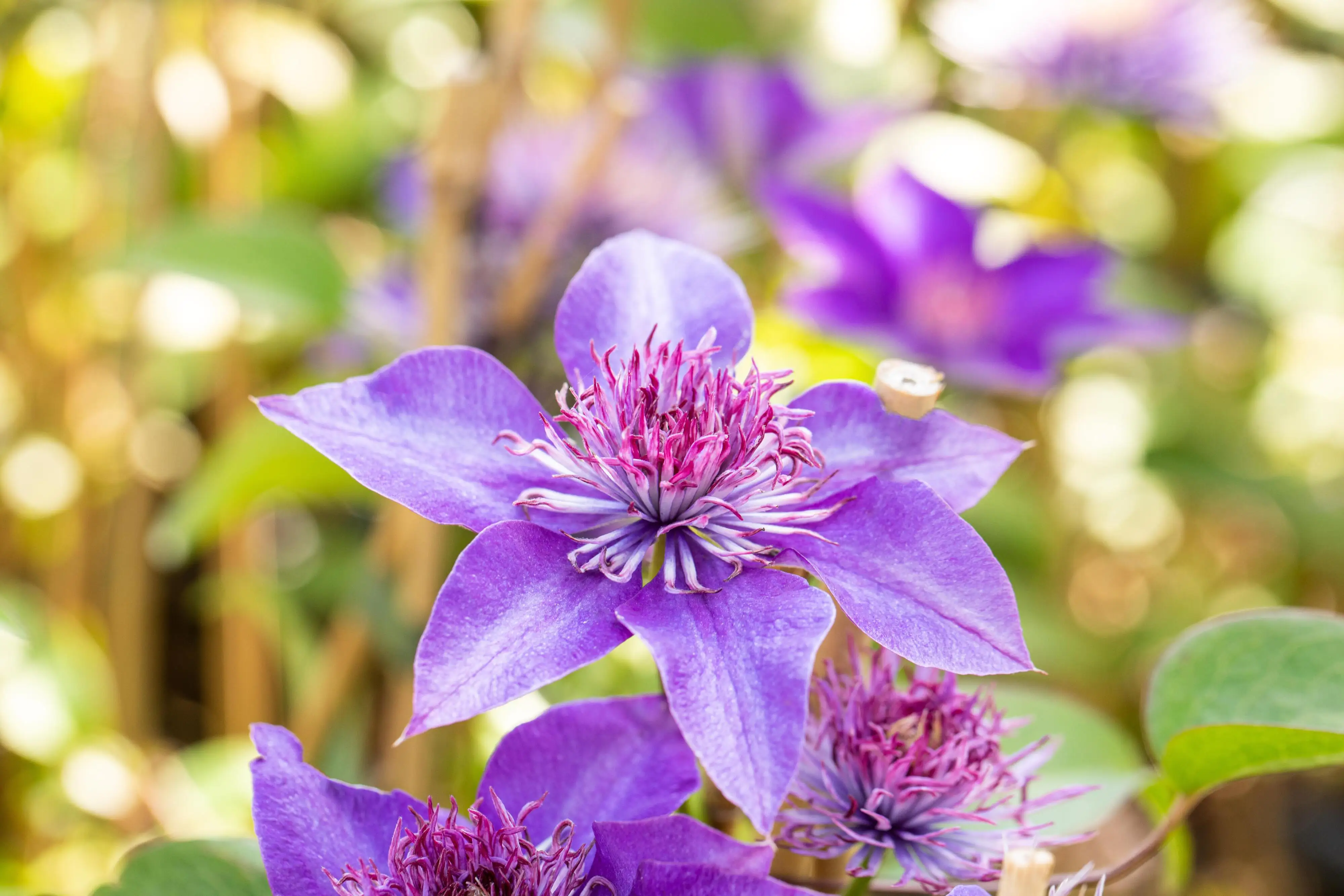 Waldrebe Clematis blau H 40 - 60 cm 2 L Eckcontainer