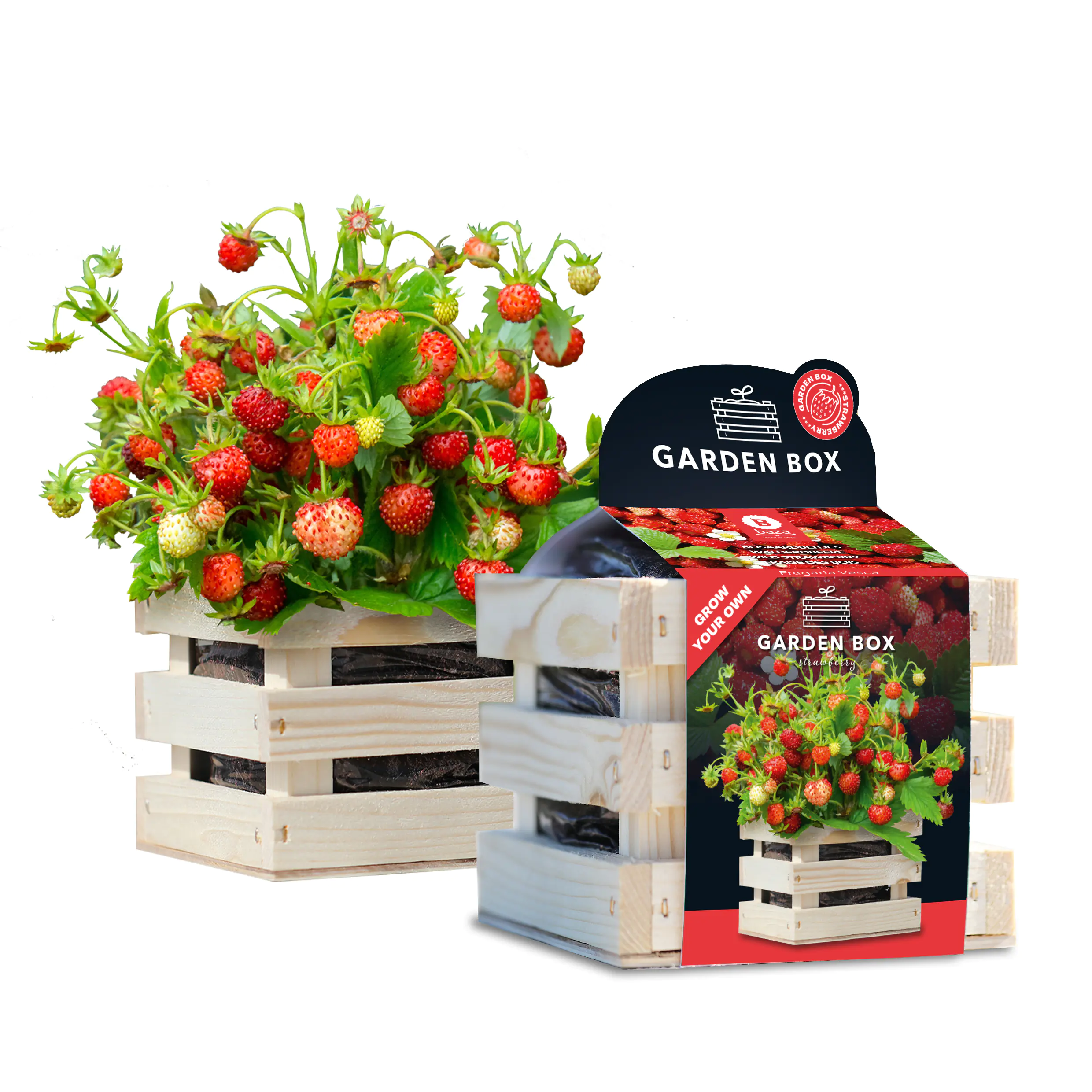 Baza Seeds Garden Box Walderdbeeren rot