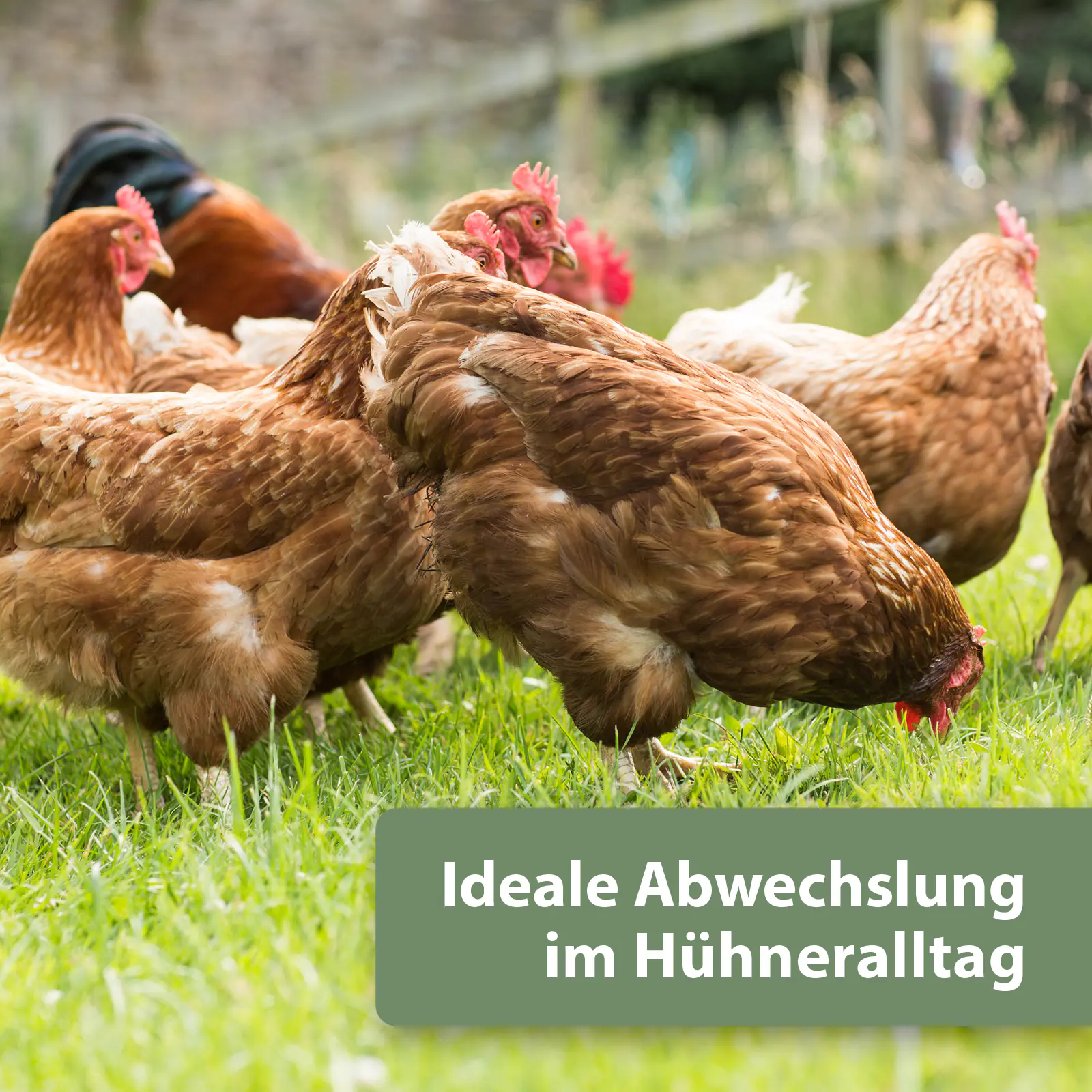 Quiko Hobbyfarming Fitness Kräuter-Pickrolle für Hühner und Geflügel 400 g