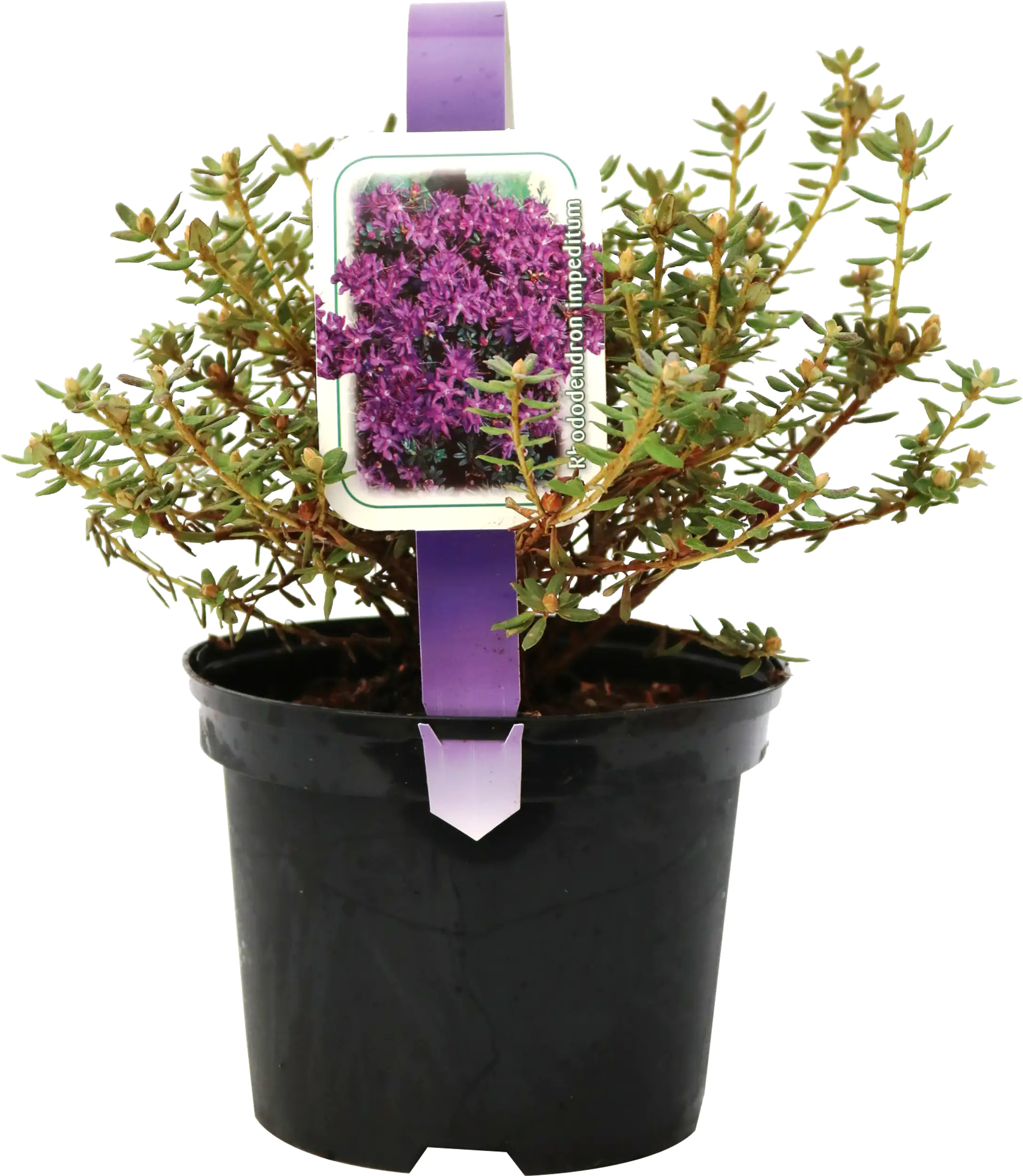Zwergrhododendron H 15- 20 cm 2 L Container