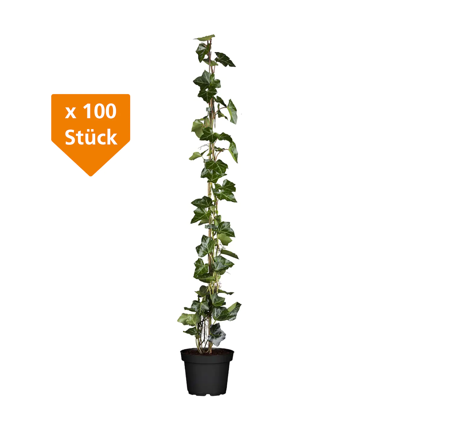 Großblättriger Efeu Hedera helix hibernica H 100 - 120 cm, 100 Stück