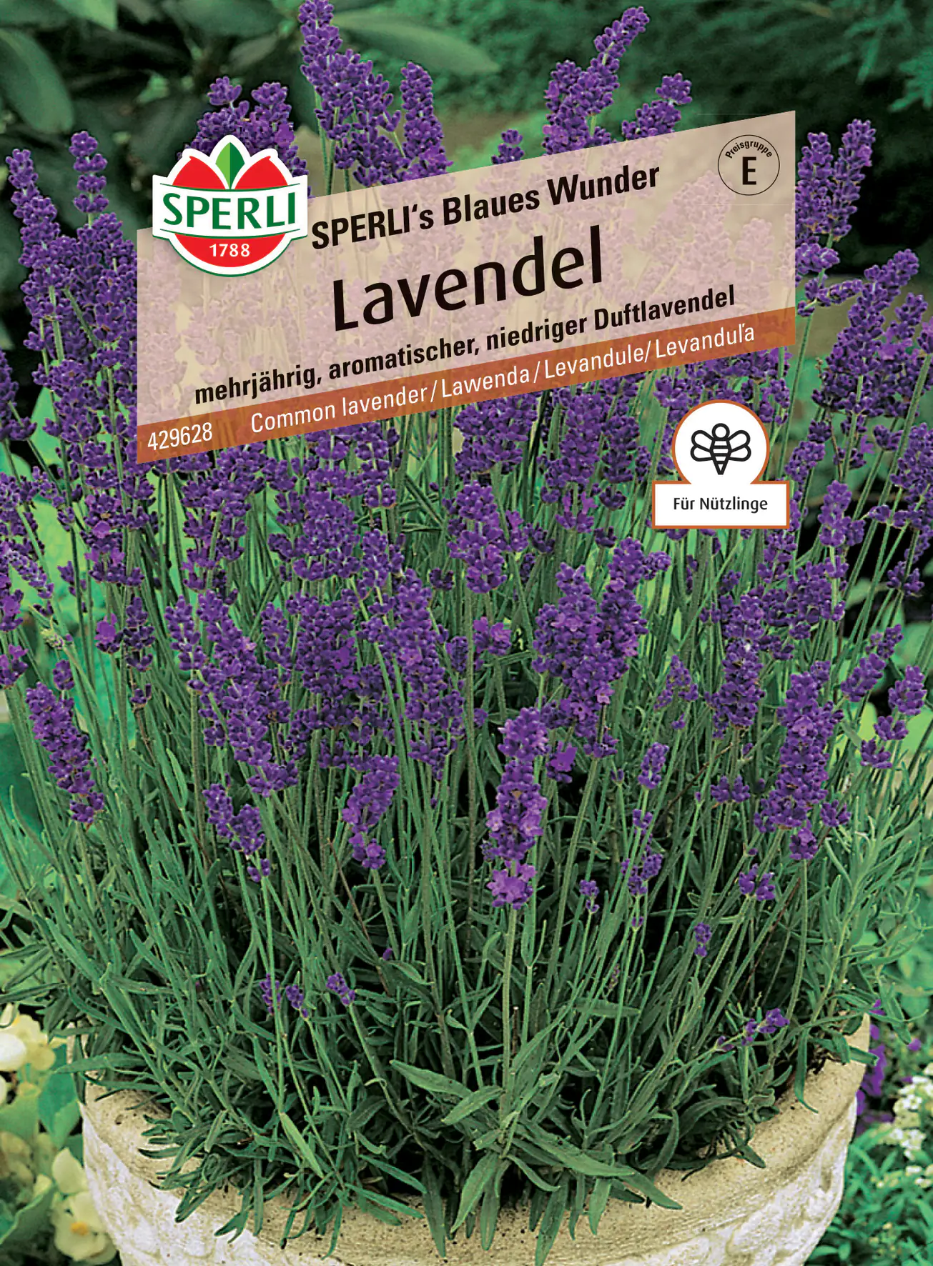 Sperli Lavendel Sperli 's Blaues Wunder Sperli Lavendel Sperli 's Blaues Wunder