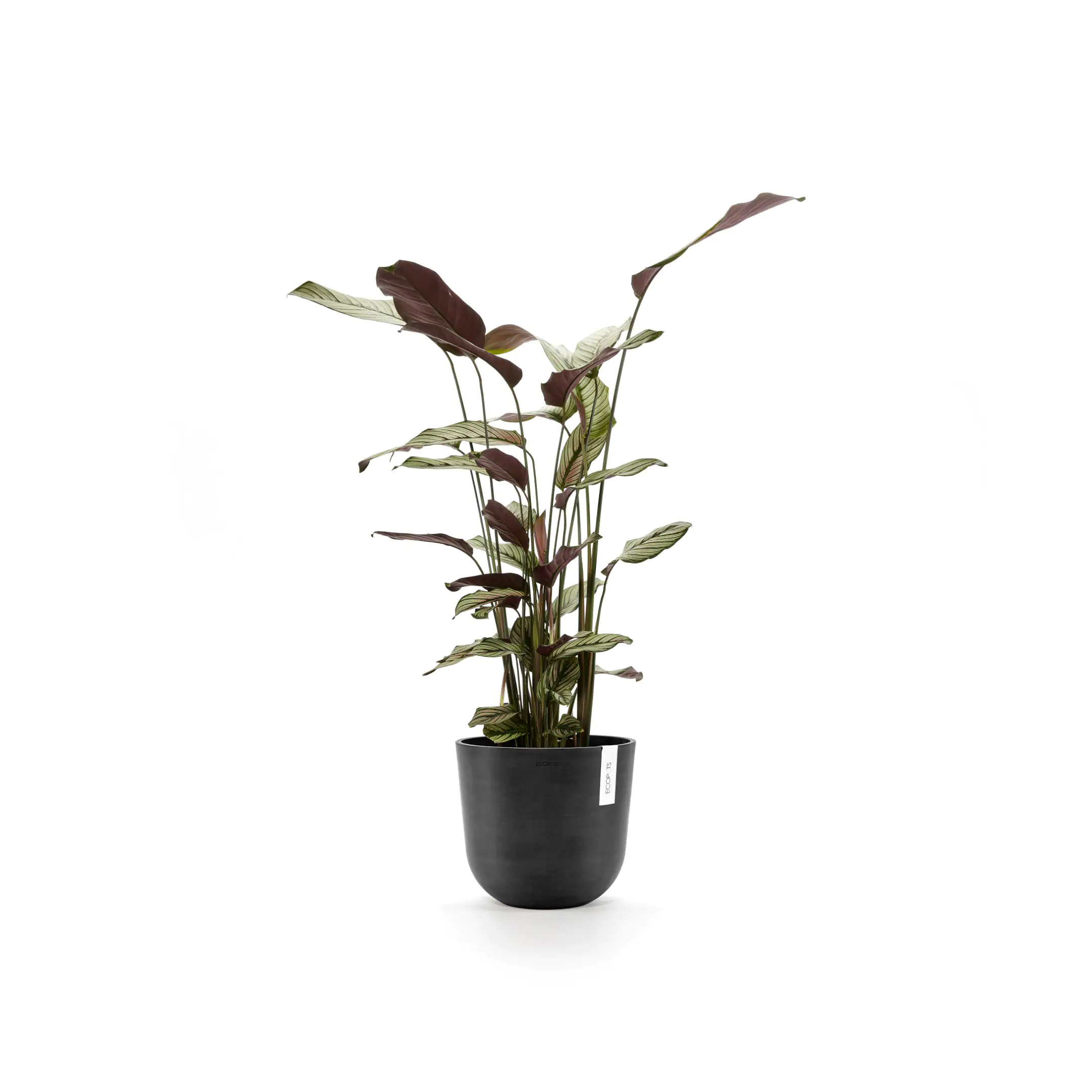 Ecopots Pflanztopf Oslo Ø 25 x 21,8 cm dunkelgrau Ecopots Pflanztopf Oslo Ø 25 x 21,8 cm dunkelgrau