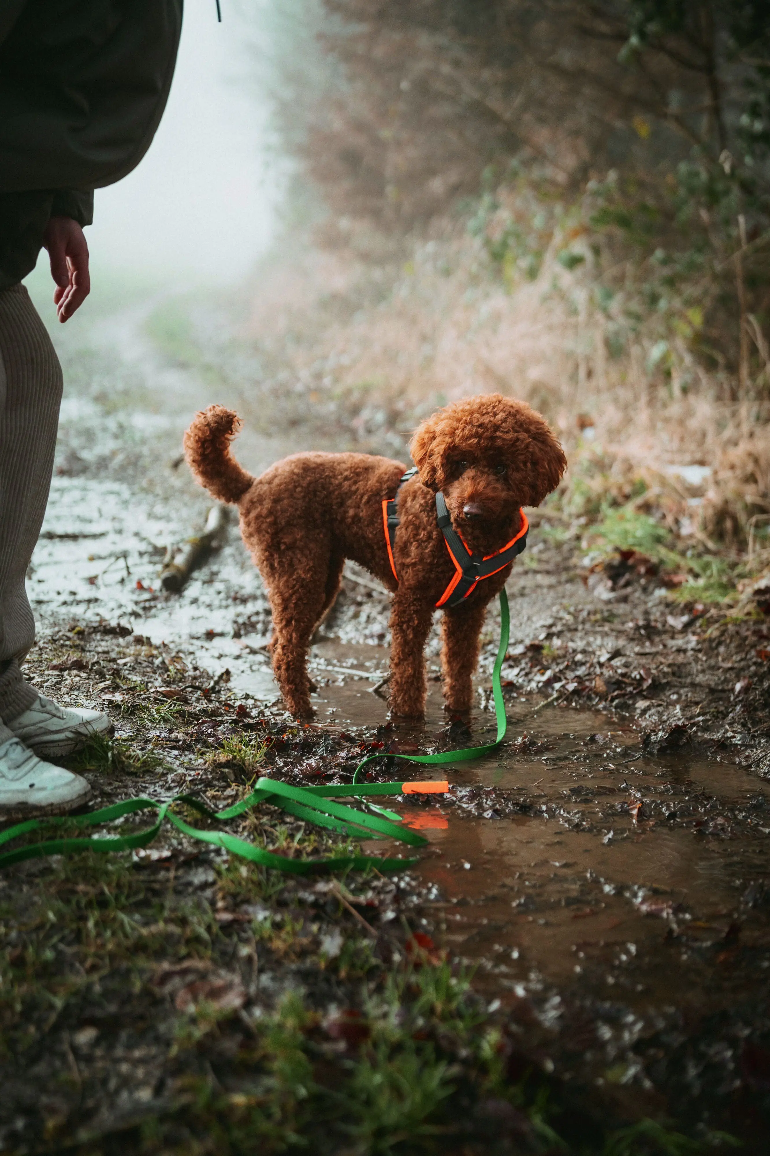 Hunter Hundegeschirr Maldon Up mit Griff M orange/grau