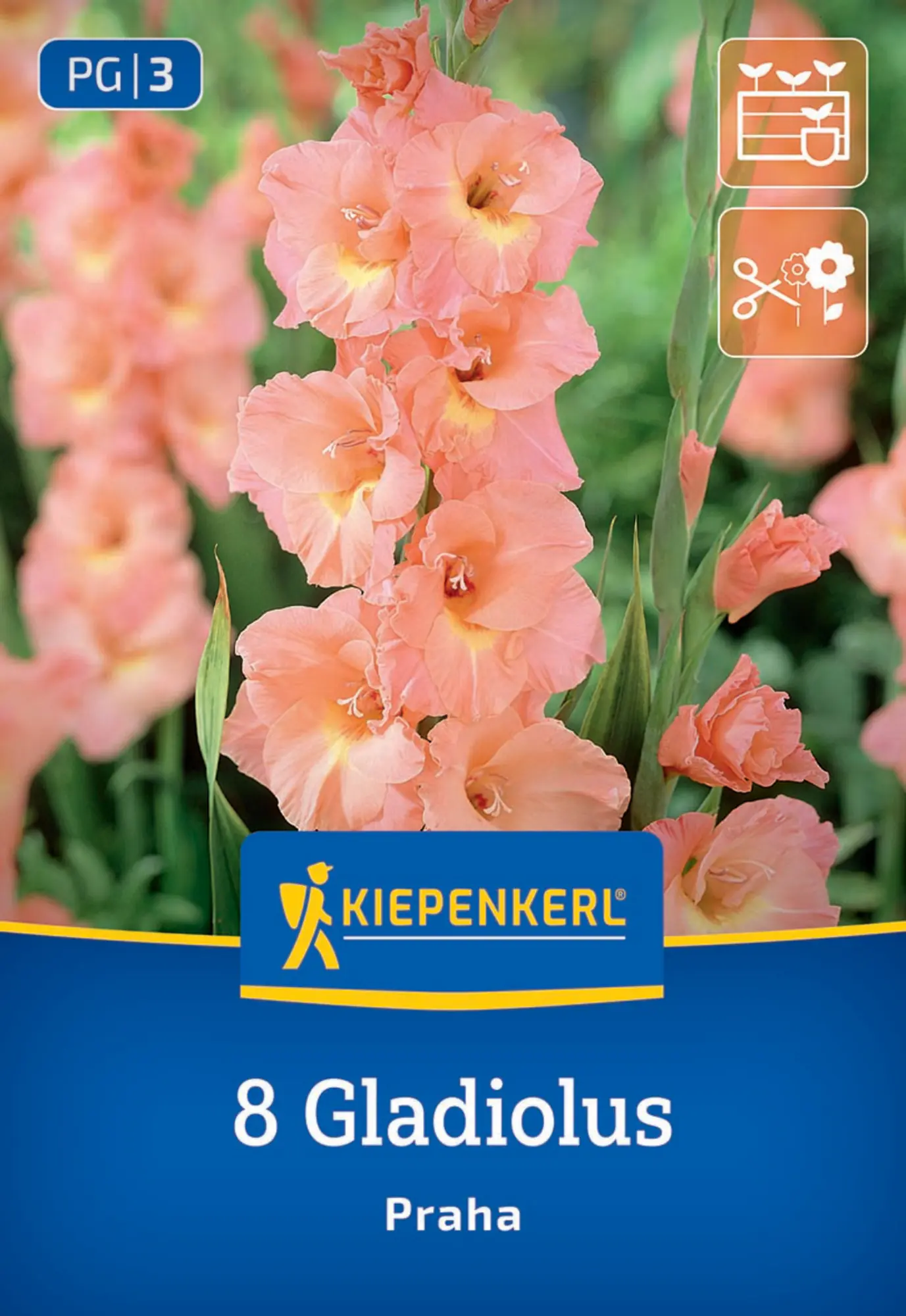 Kiepenkerl Frühjahrsblumenzwiebel Großblumige Gladiole Praha 8 Stück
