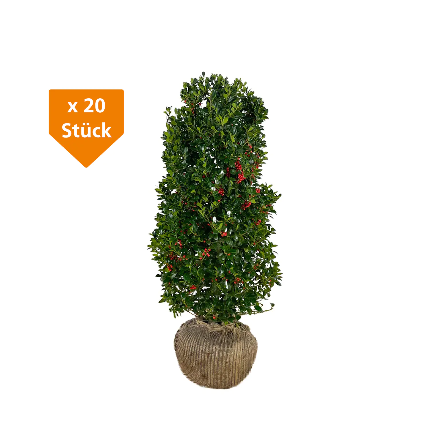 Stechpalme Ilex merservae Heckenfee H 120 - 140 cm, 20 Stück Stechpalme Ilex merservae Heckenfee H 120 - 140 cm, 20 Stück