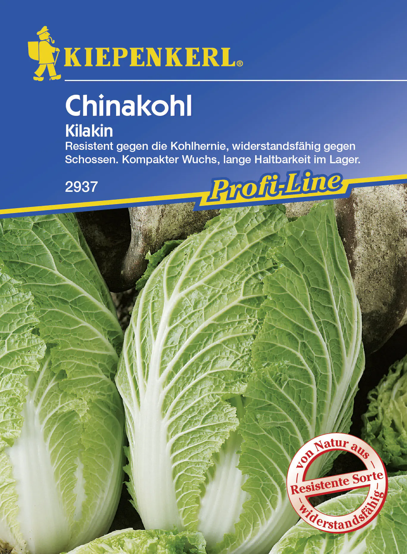 Kiepenkerl Chinakohl Kilakin Brassica rapa subsp. pekinensis, Inhalt: ca. 20 Pflanzen