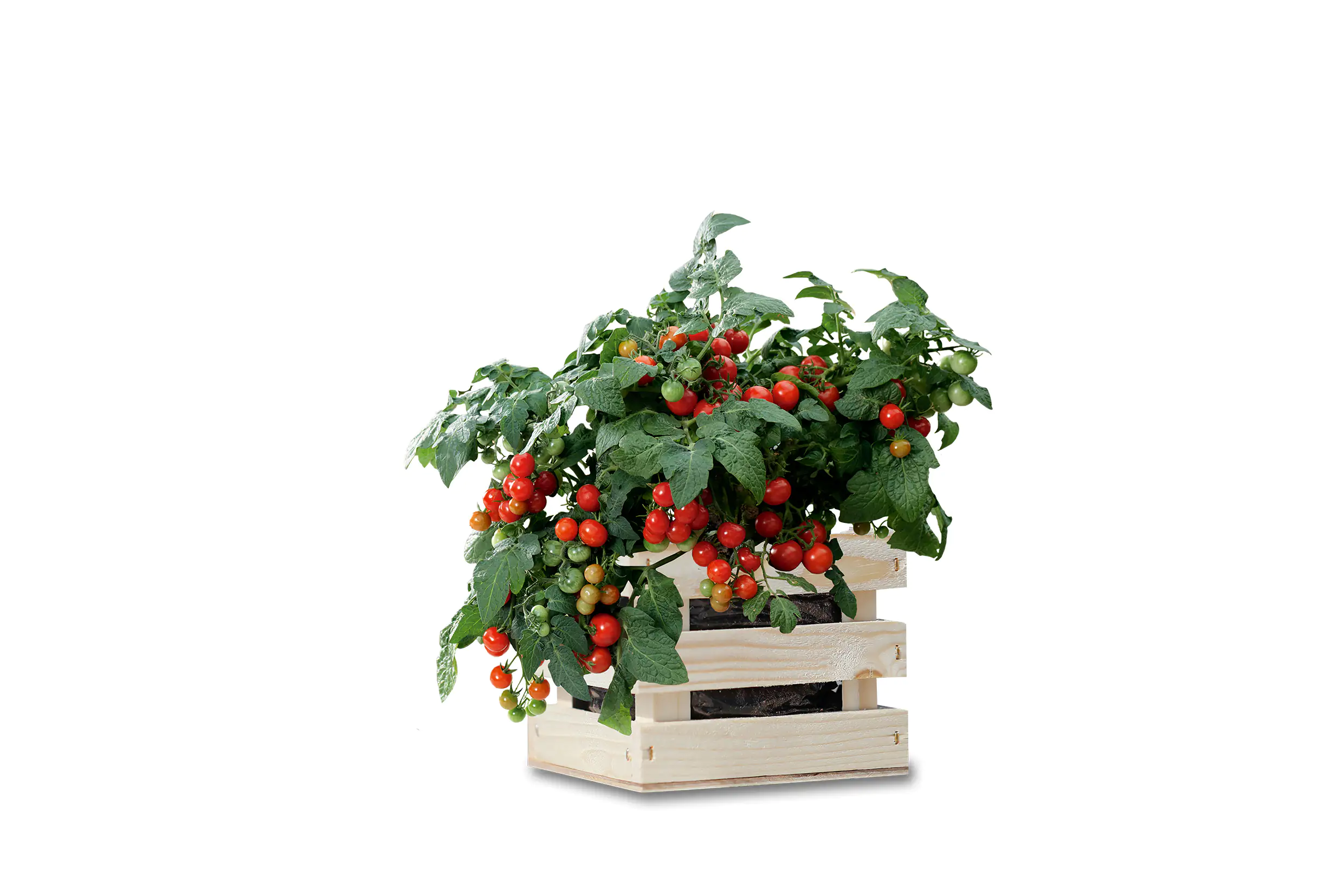 Baza Seeds Garden Box Strauchtomate Minibel