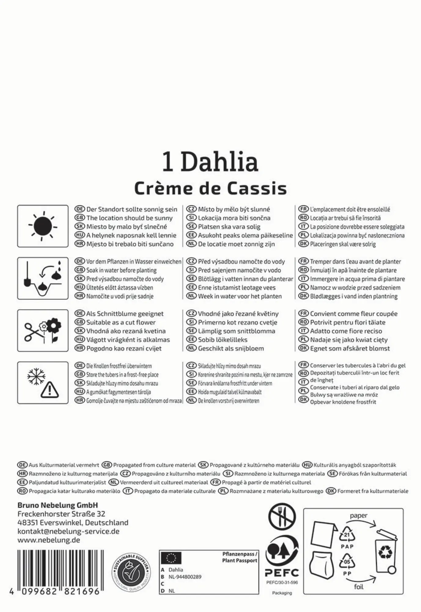 Kiepenkerl Frühjahrsblumenzwiebel Seerosen-Dahlie Crème de Cassis 1 Stück