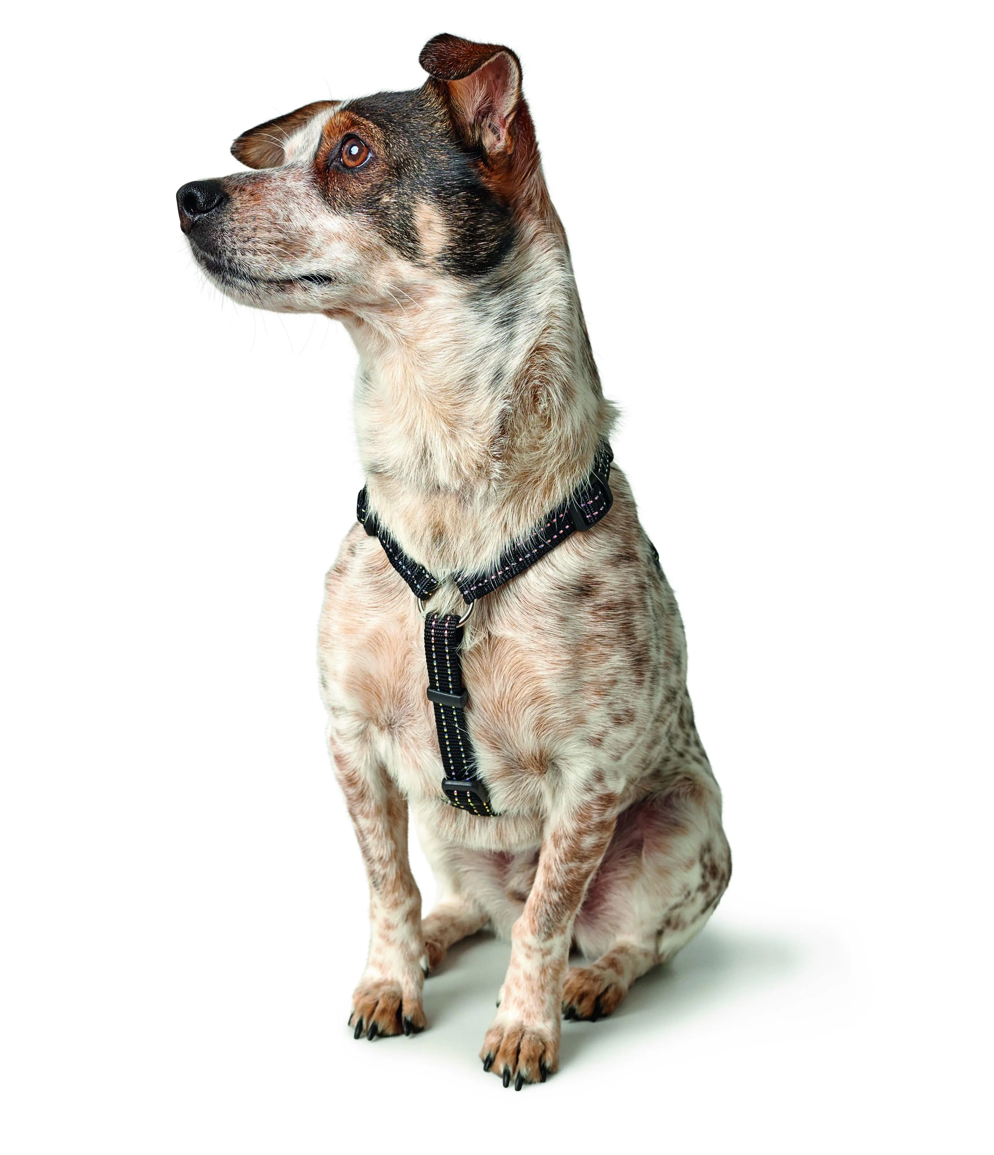 Hunter Hundegeschirr Tripoli S schwarz