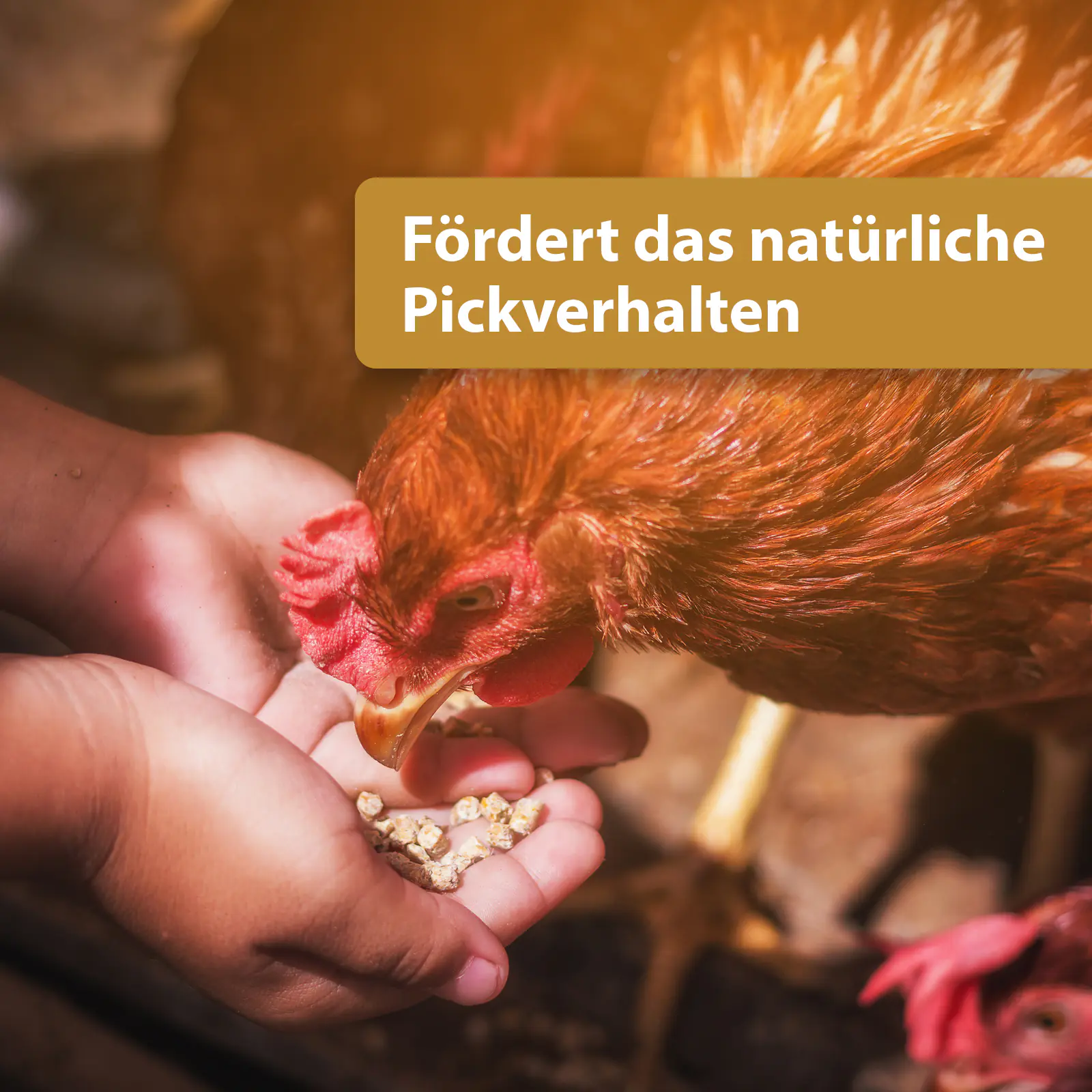 Quiko Hobbyfarming Fitness Kräuterball für Hühner und Geflügel 400 g