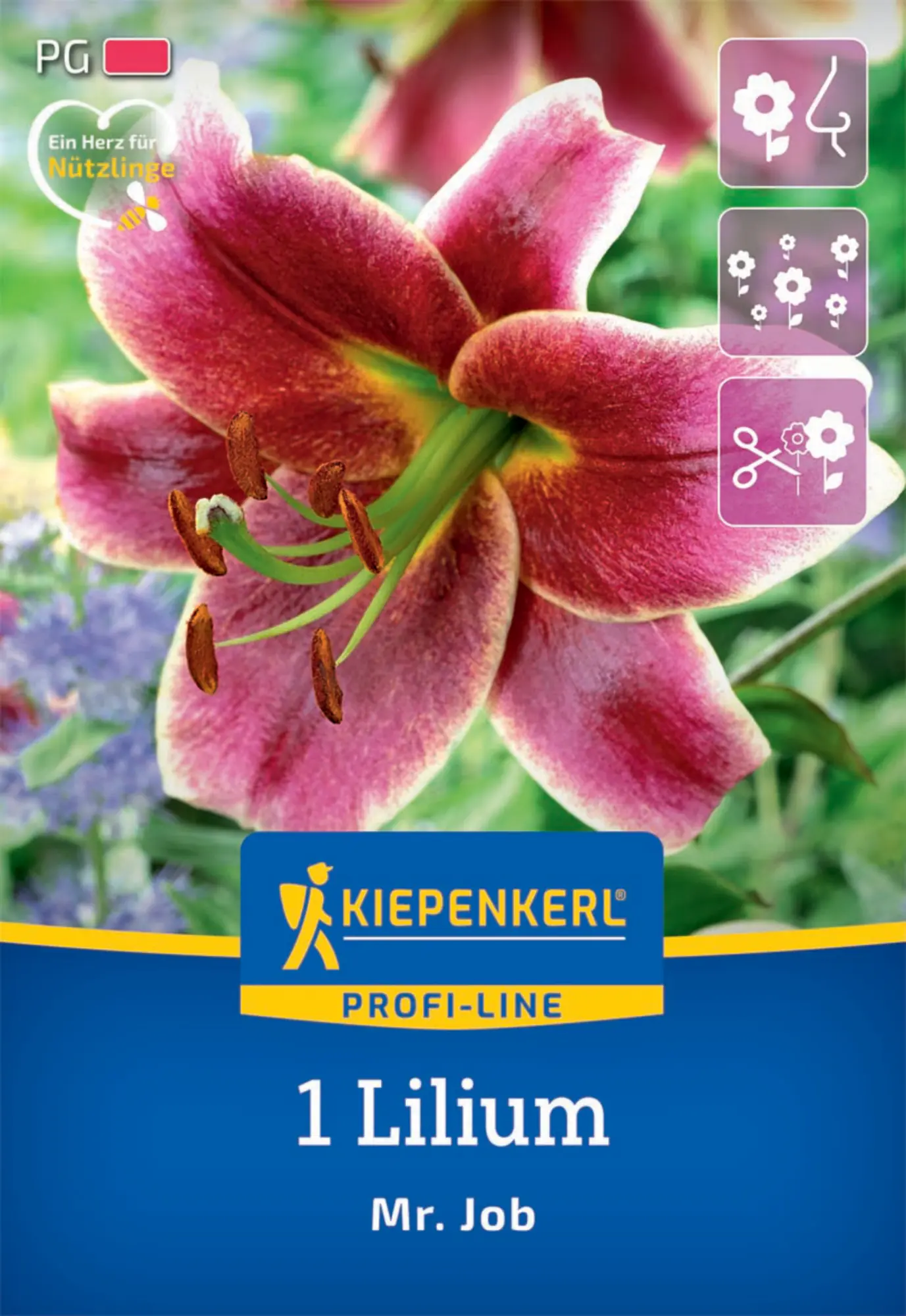 Kiepenkerl Herbstblumenzwiebel Profi-Line Baumlilie Mr. Job 1 Stück