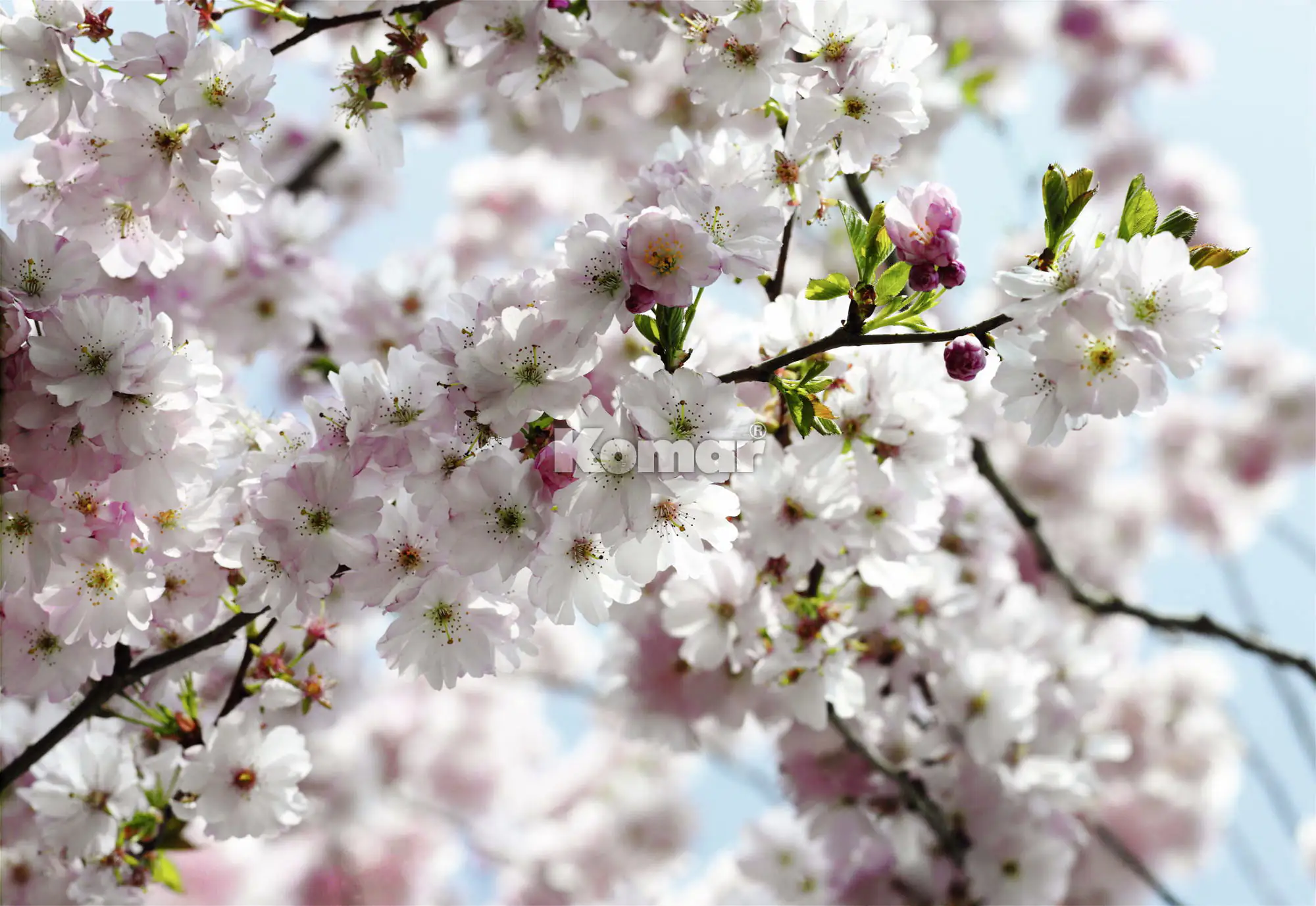 Komar Fototapete Spring 368 x 254 cm Komar Fototapete Spring 368 x 254 cm