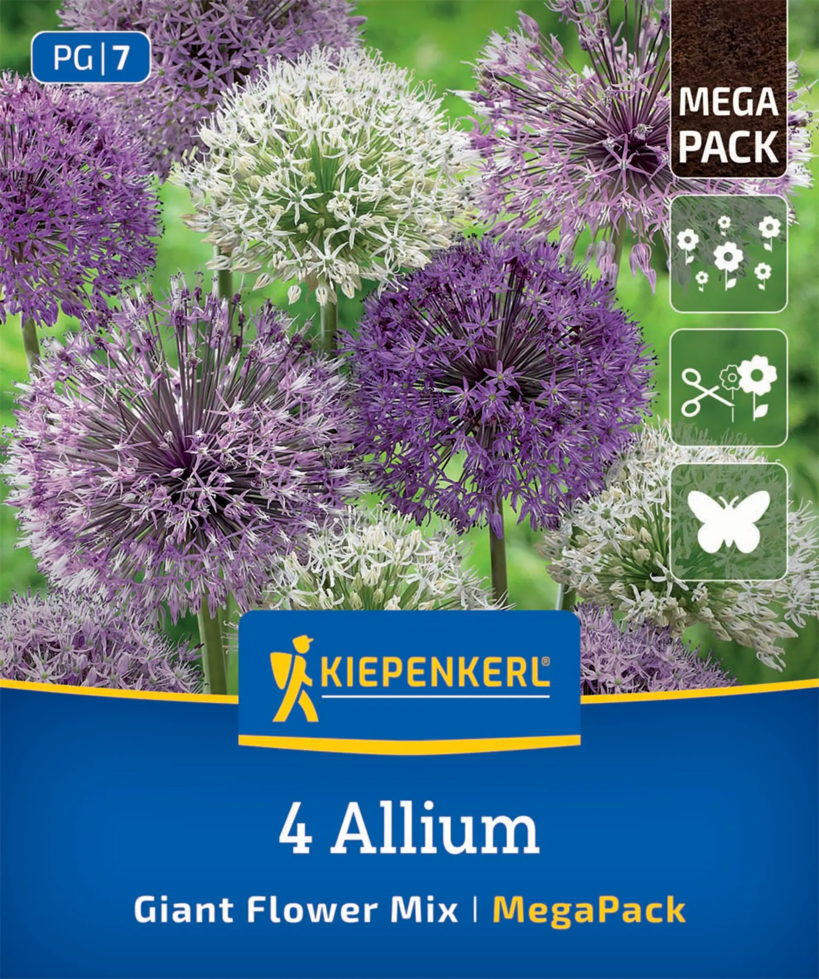 Kiepenkerl Herbstblumenzwiebel Zierlauch Allium Großblumige Mischung 4 Stück