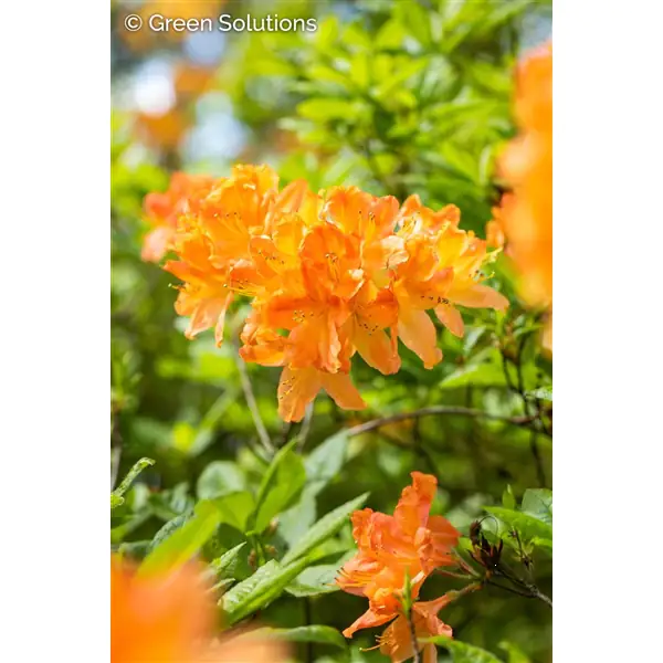 Sommergrüne Azalee Azalea Knap-Hill Hybriden, 5 L Container