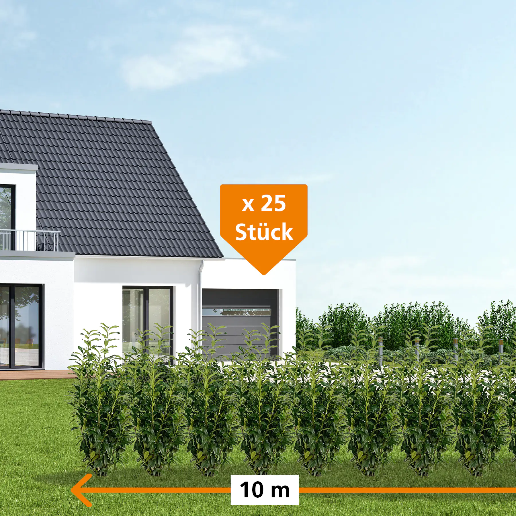 Kirschlorbeer Genolia Prunus laur. Genolia H 80 - 100 cm, 25 Stück 