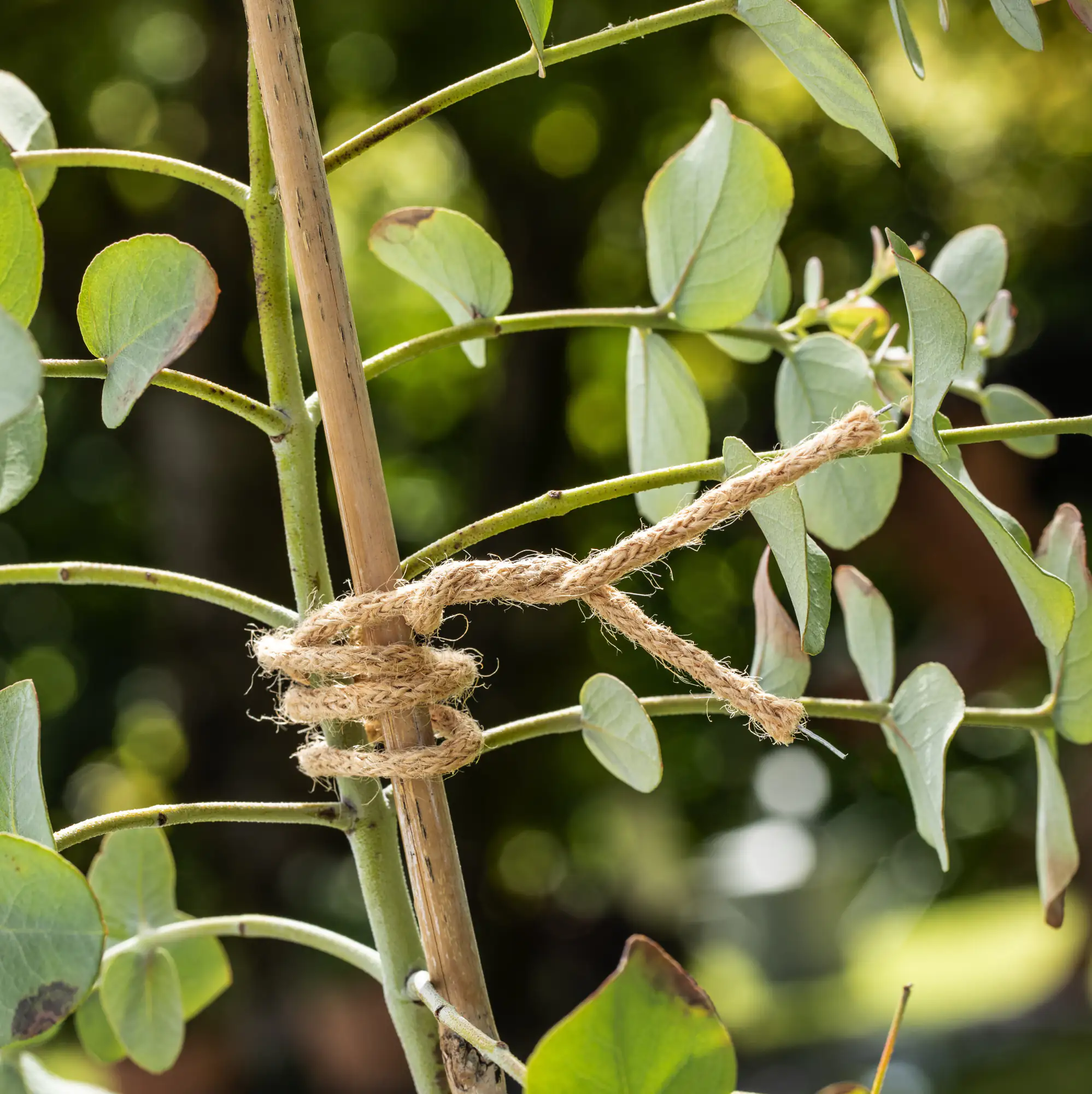 Windhager Jute Bindedraht 10 m