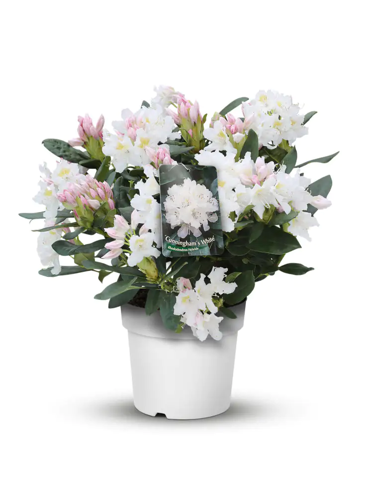 Rhododendron in Sorten 5 l Topf