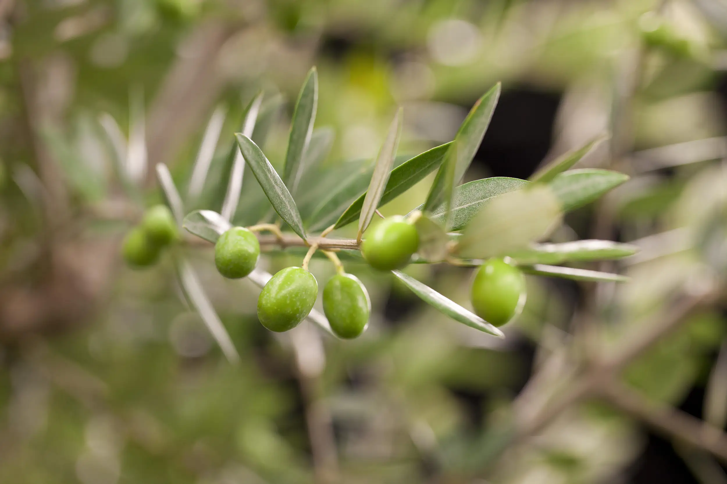 Olivenbaum Olea Europaea H ab 160 cm 35 L Container