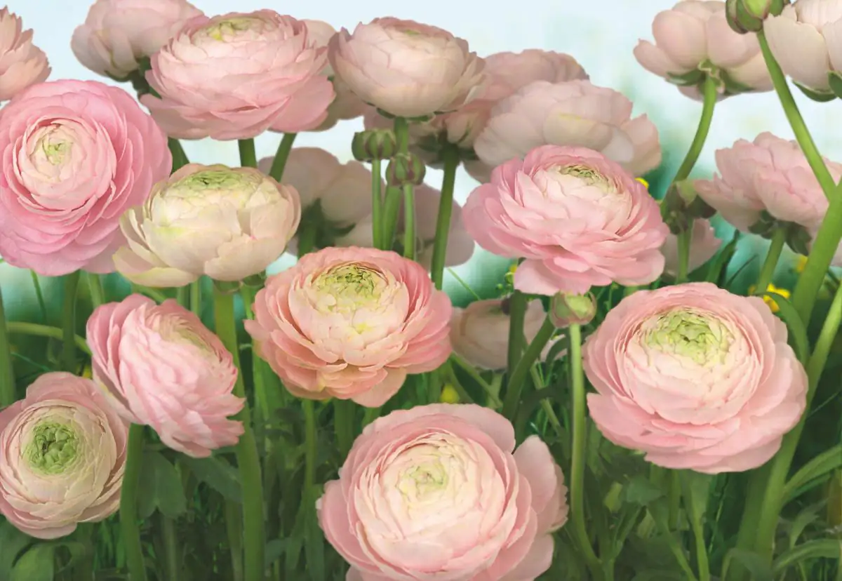 4036834088941 Komar Fototapete Gentle Rose 368 x 254 cm