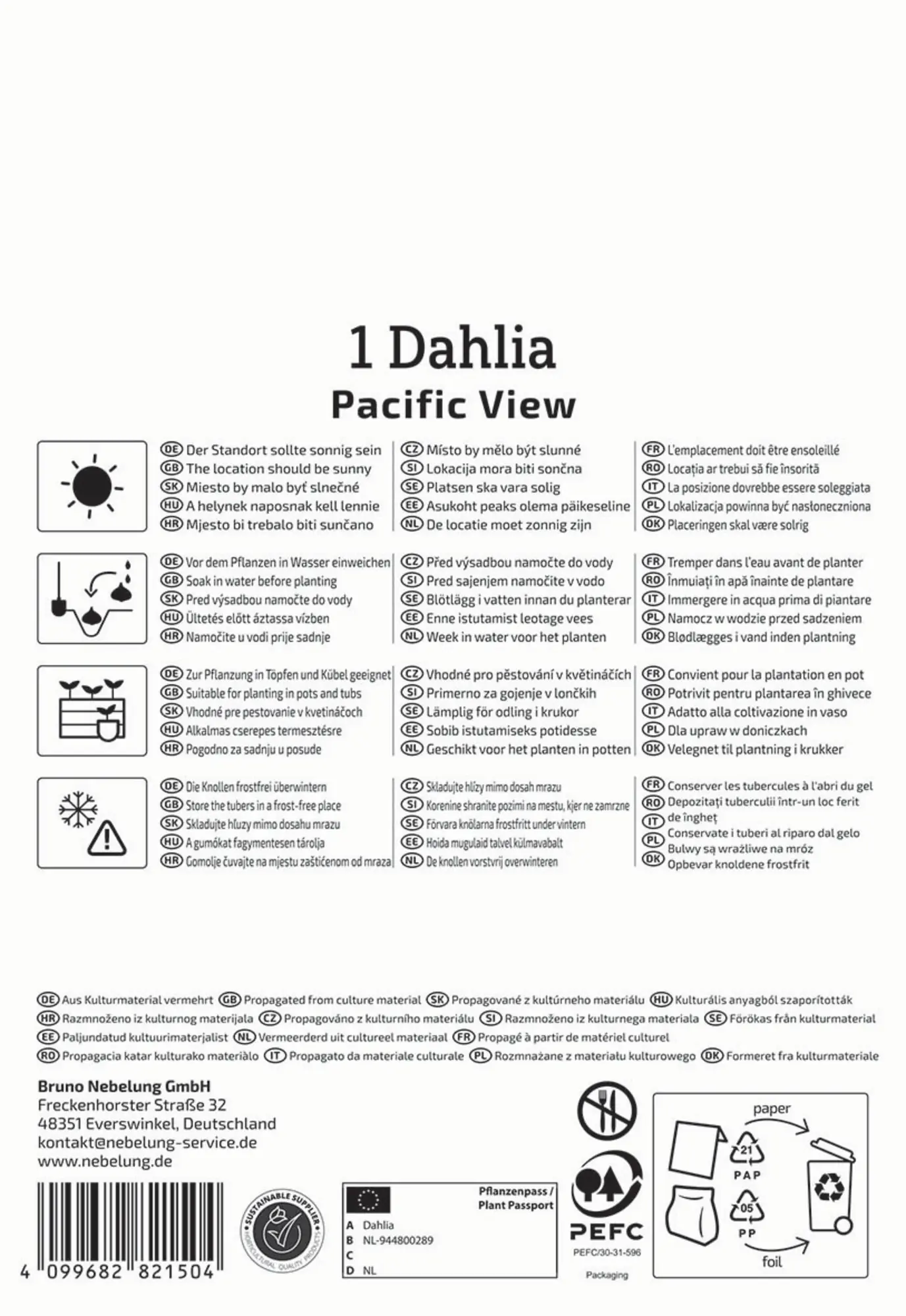 Kiepenkerl Profi-Line Frühjahrsblumenzwiebel Dekorative Dahlie Pacific View 1 Stück