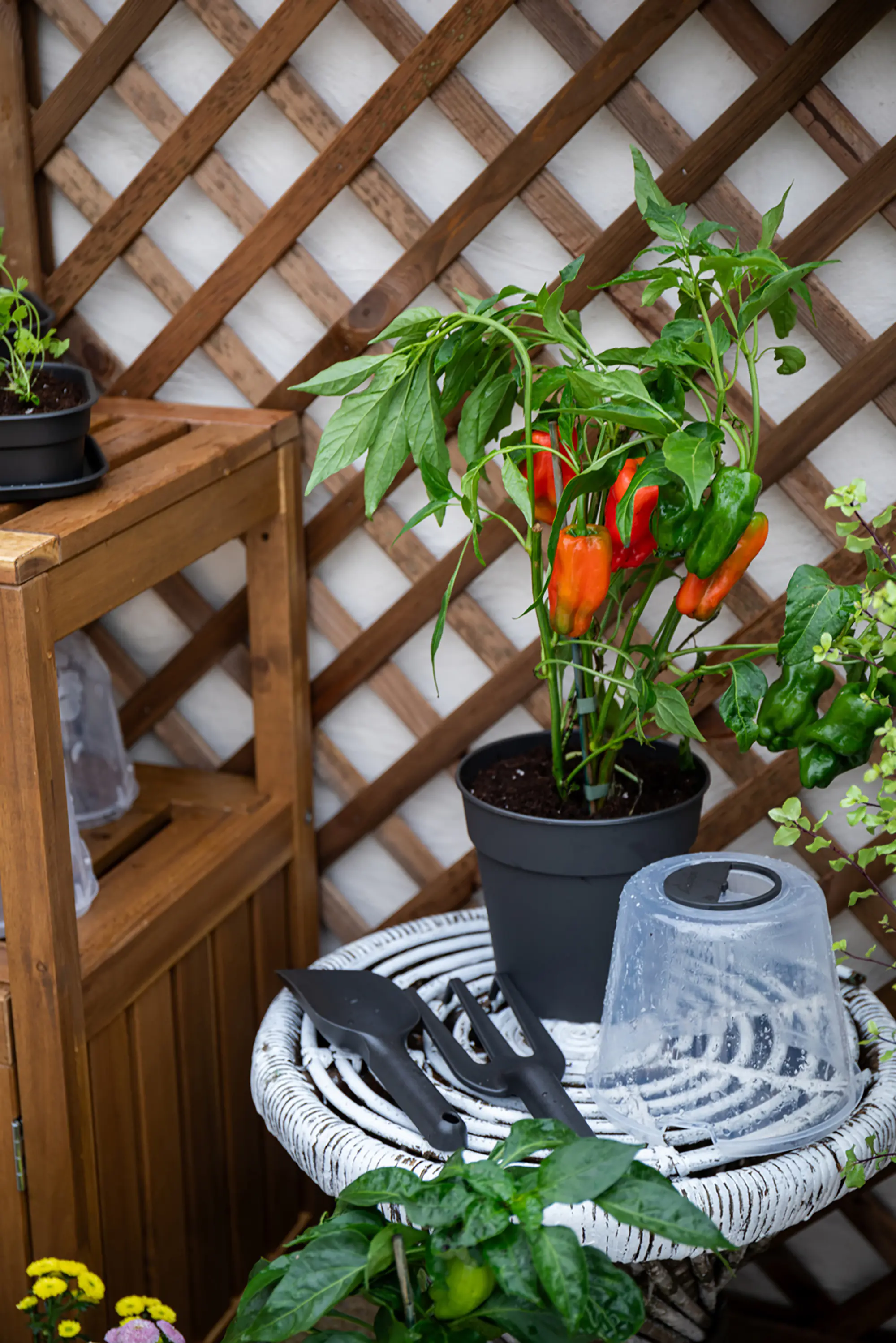 Artevasi Anzuchttopf Madagascar Kunststoff trockengrün Ø 40 x 39 cm 