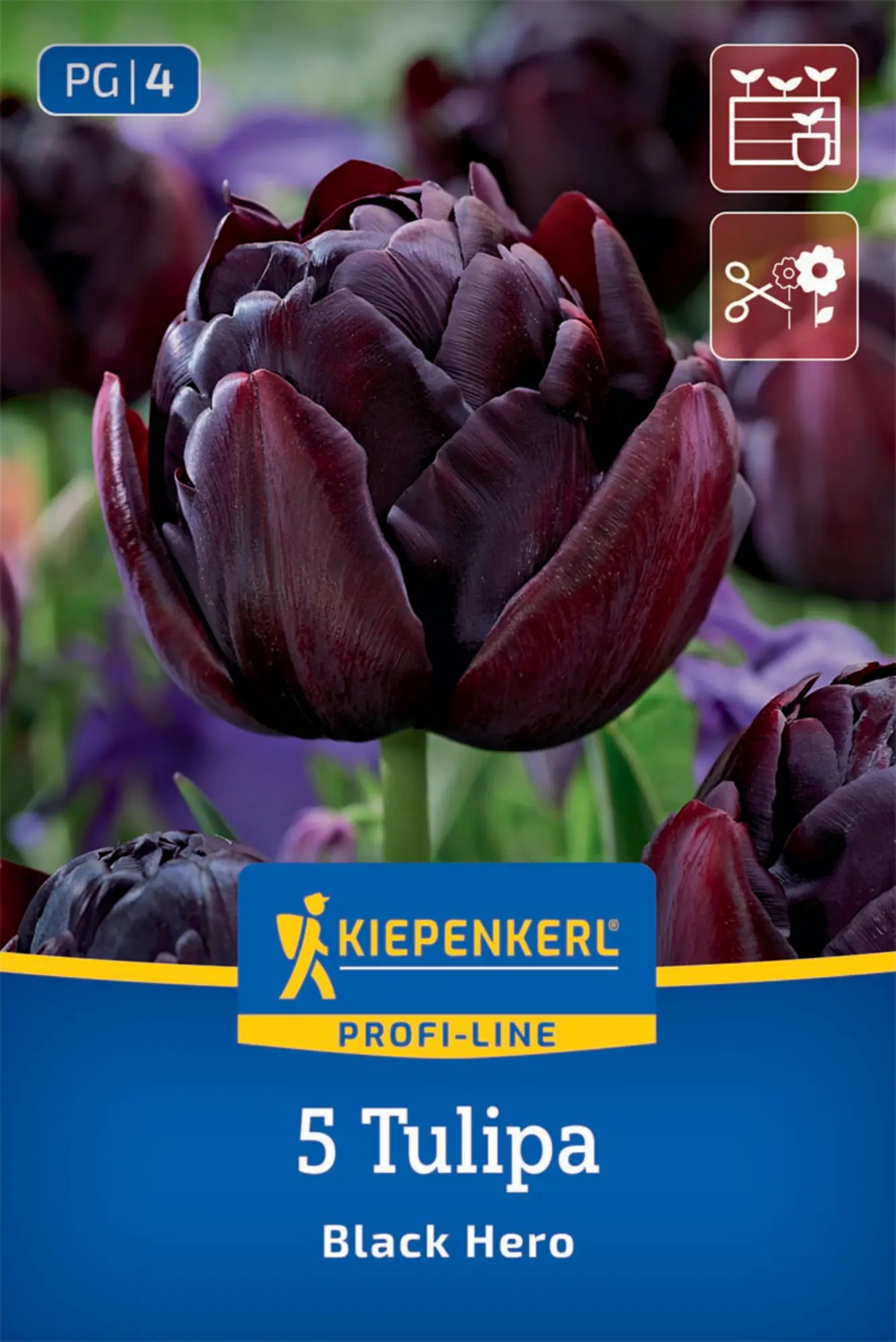 Kiepenkerl Herbstblumenzwiebel Tulpen Black Hero 5 Stück