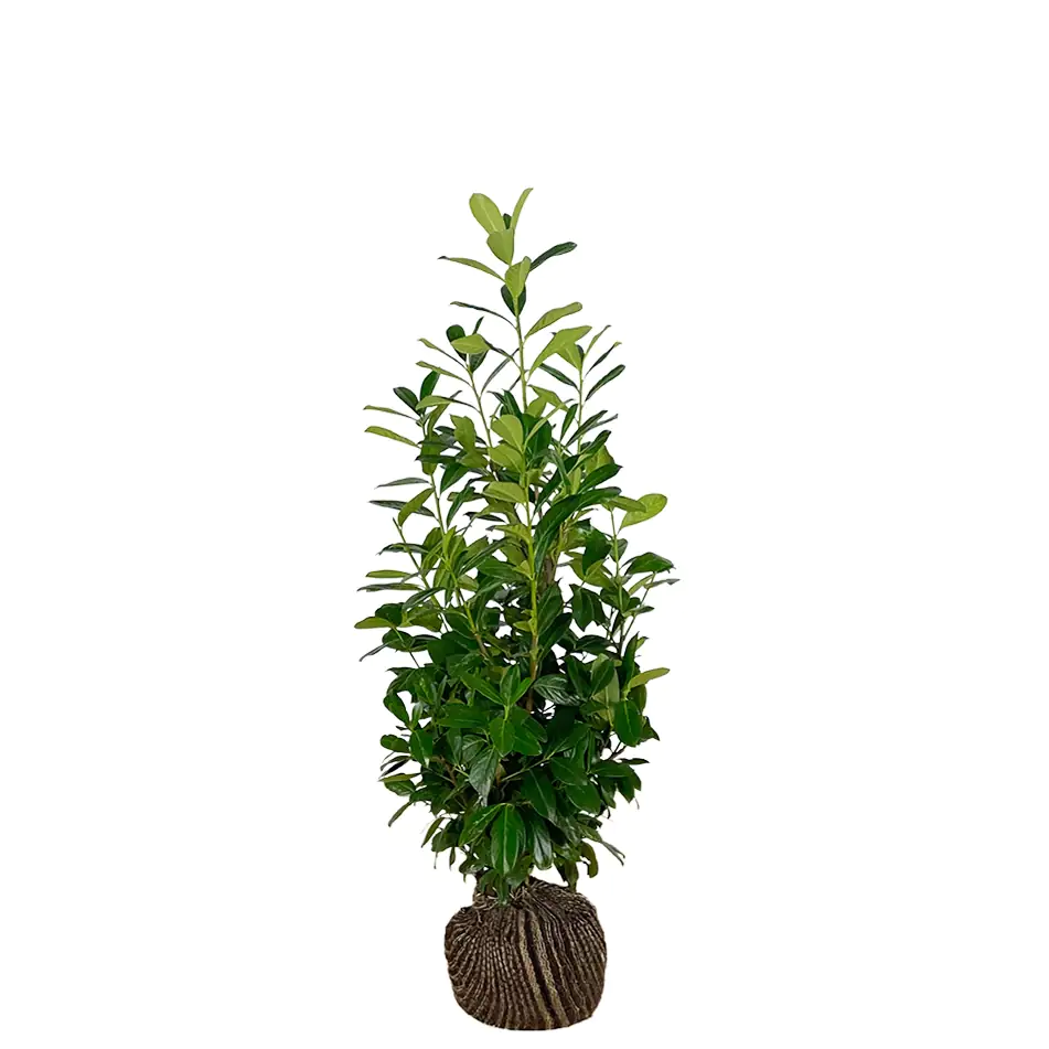 Kirschlorbeer Novita Prunus laur. Novita H 100 - 125 cm, 20 Stück