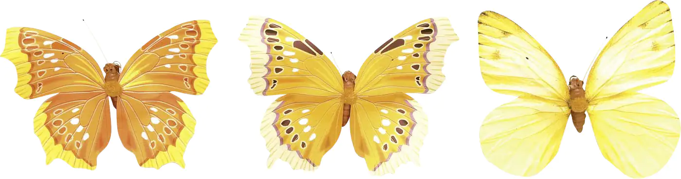 Glorex Schmetterling gelb 8cm mit Clip Farbe: gelb