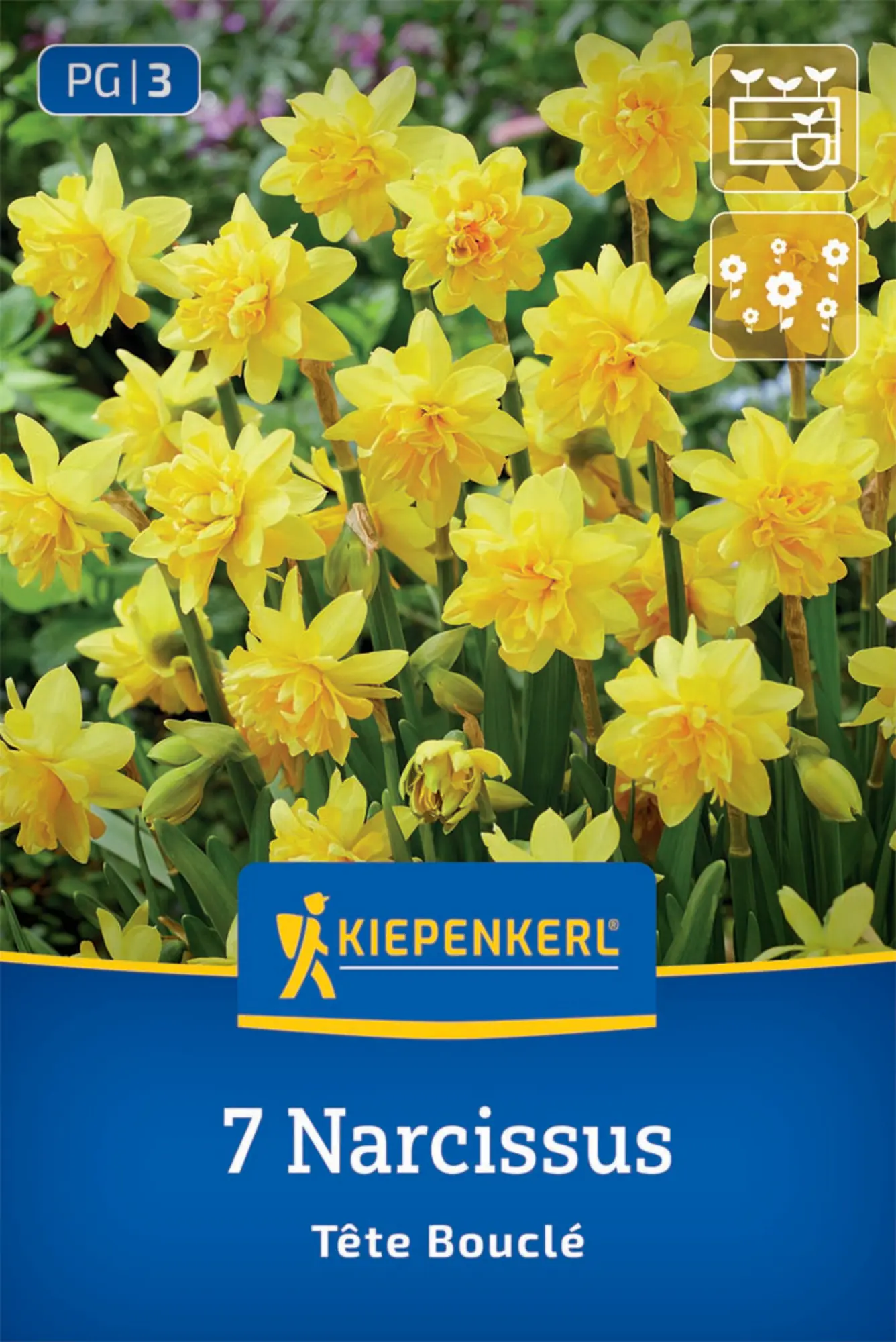 Kiepenkerl Herbstblumenzwiebel Narzissen Tête Bouclé 7 Stück