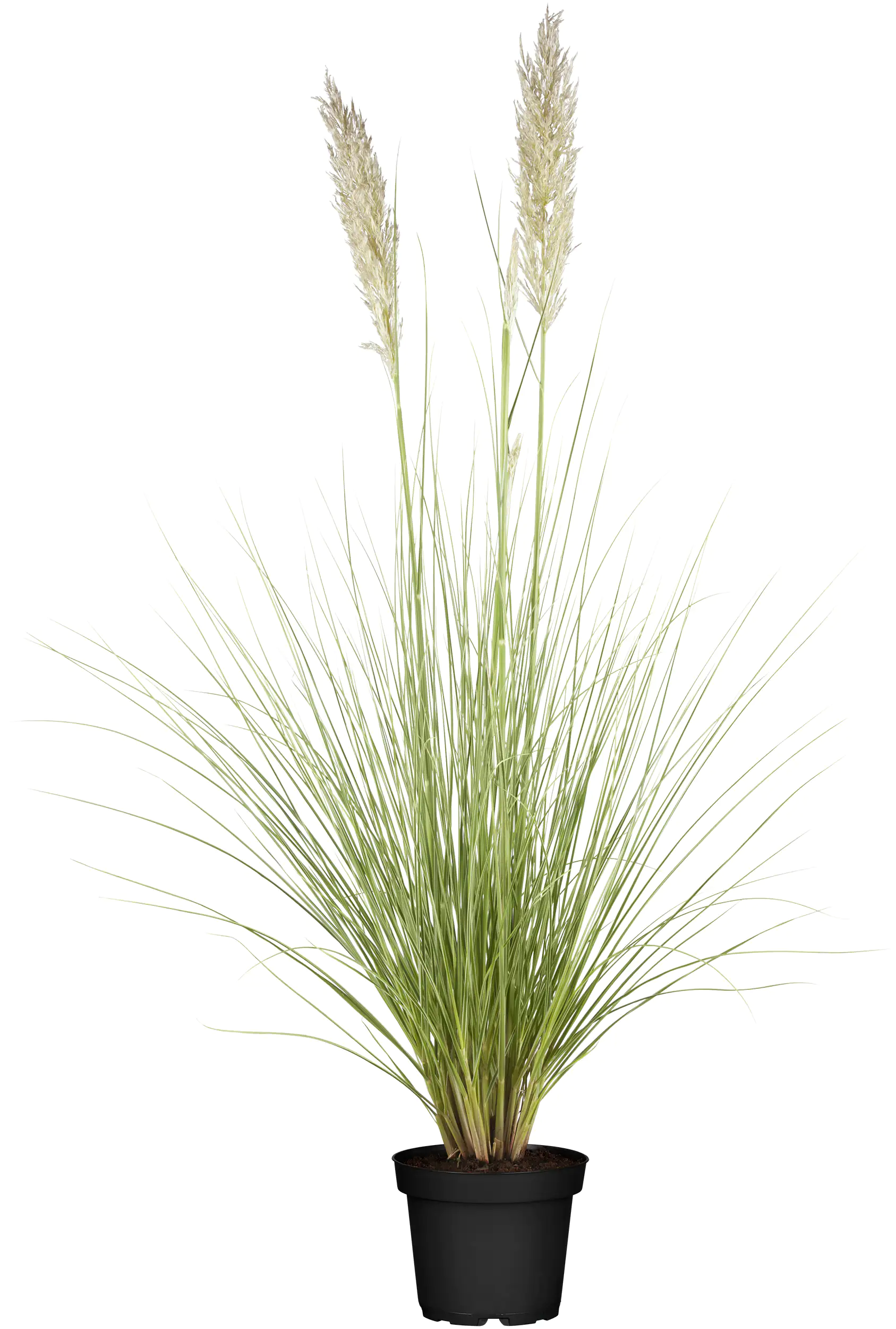 Pampasgras Pumilia 5 l Container