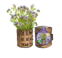 Baza Seeds Nützlingsblumen Sonnenblume