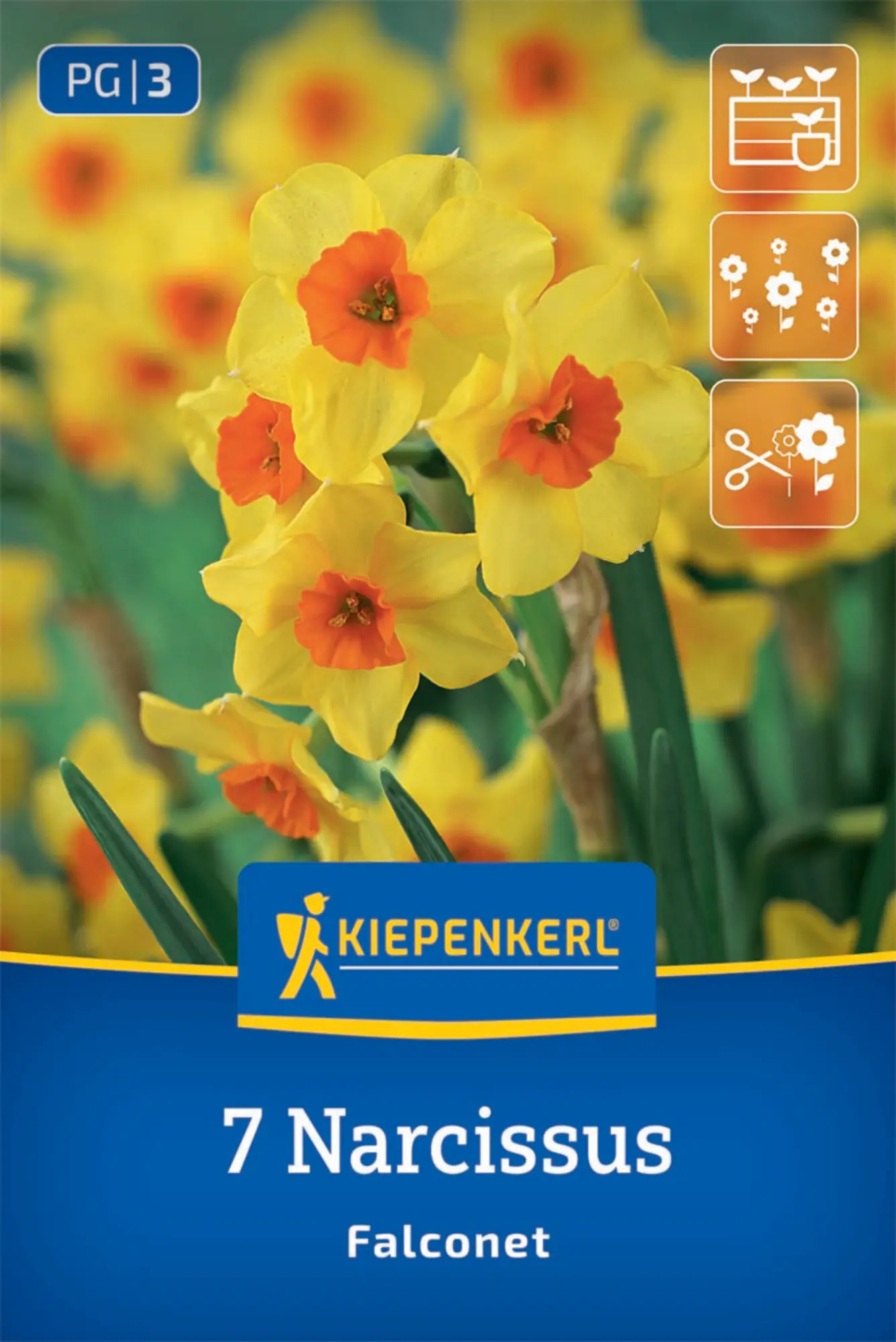 Kiepenkerl Herbstblumenzwiebel Tulpen Falconet 7 Stück