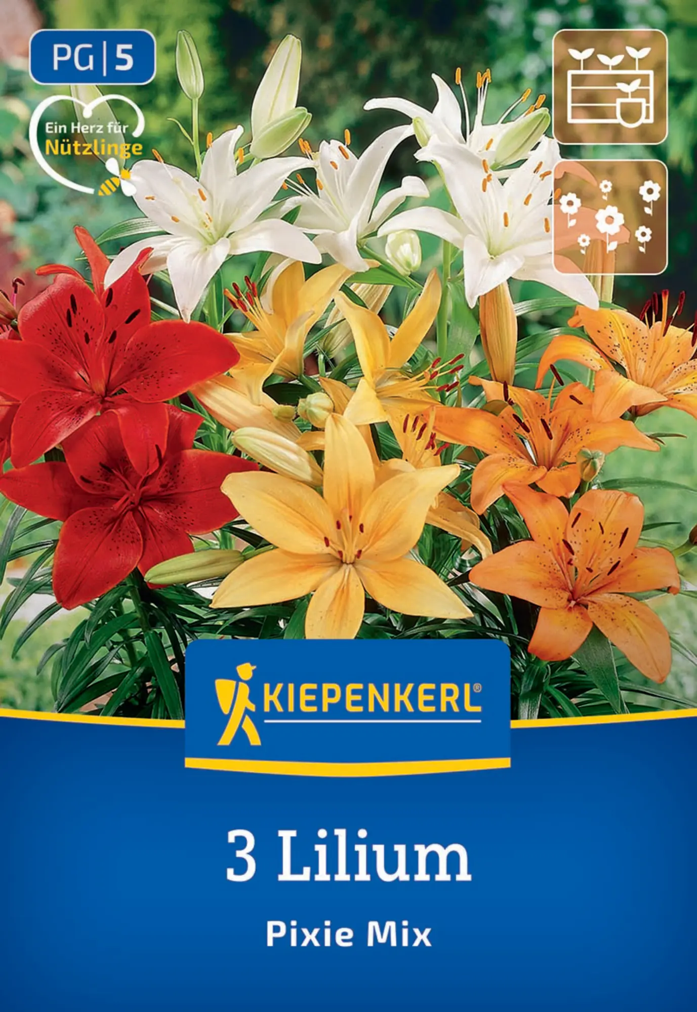 Kiepenkerl Frühjahrsblumenzwiebel Asiatische Lilie Pixie Mix 3 Stück