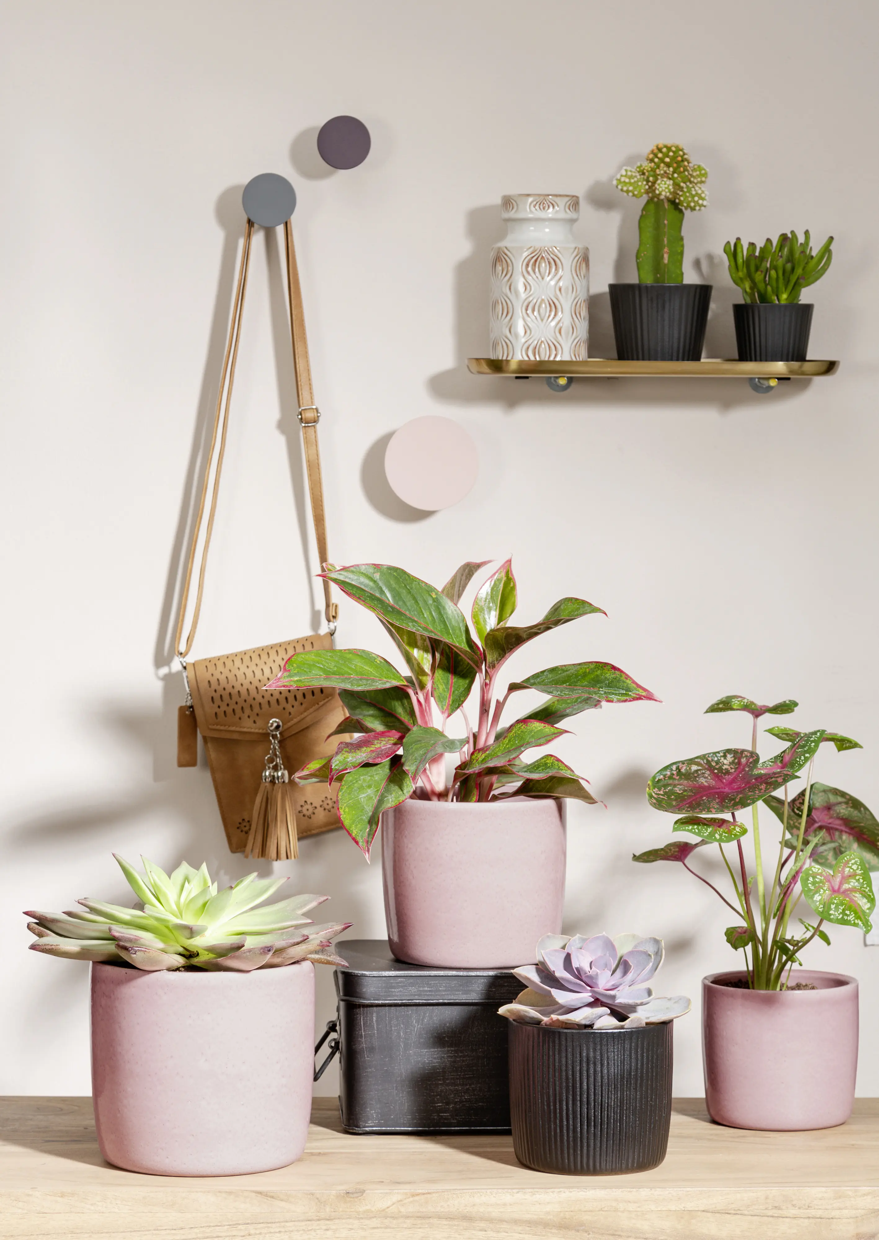 Scheurich Übertopf Solid Ø 17,6 x 16 cm rosea