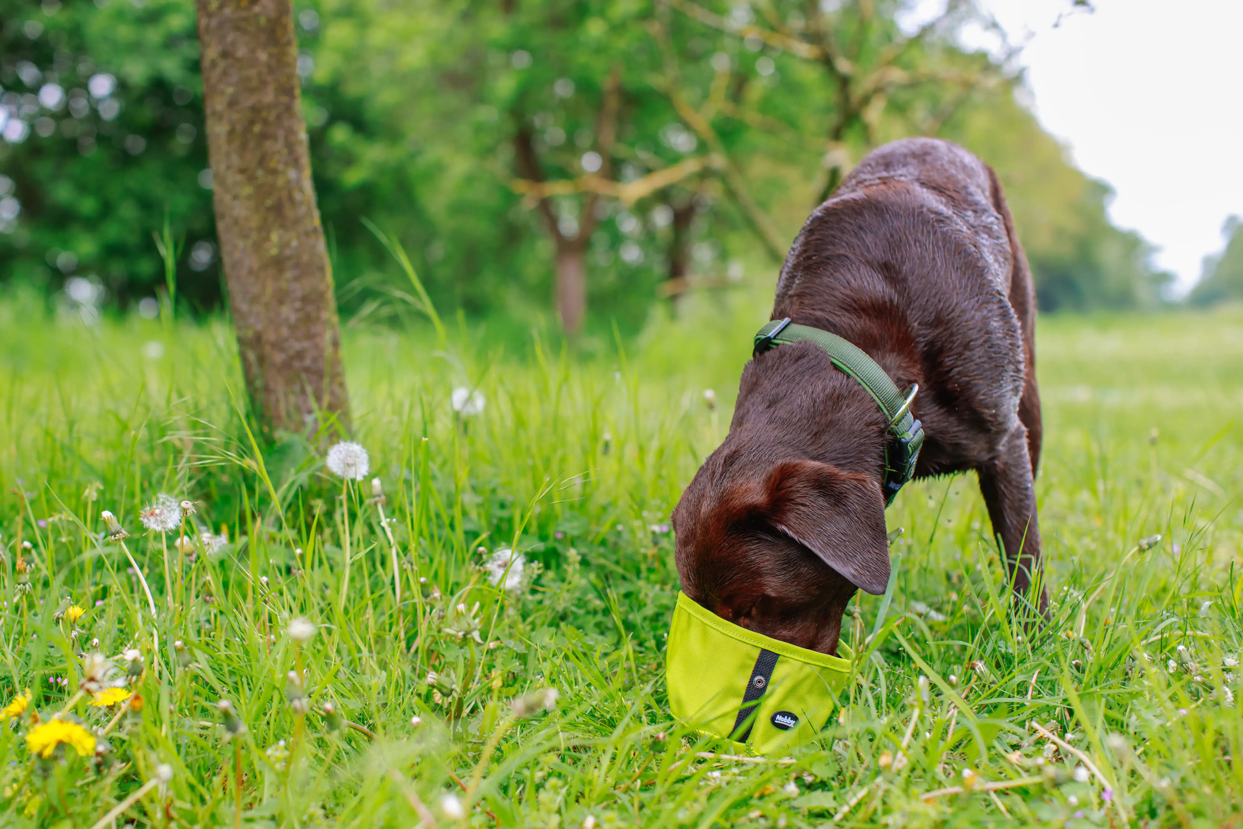 Nobby Reisenapf Rio neongrün 500 ml Nobby Reisenapf Rio neongrün 500 ml