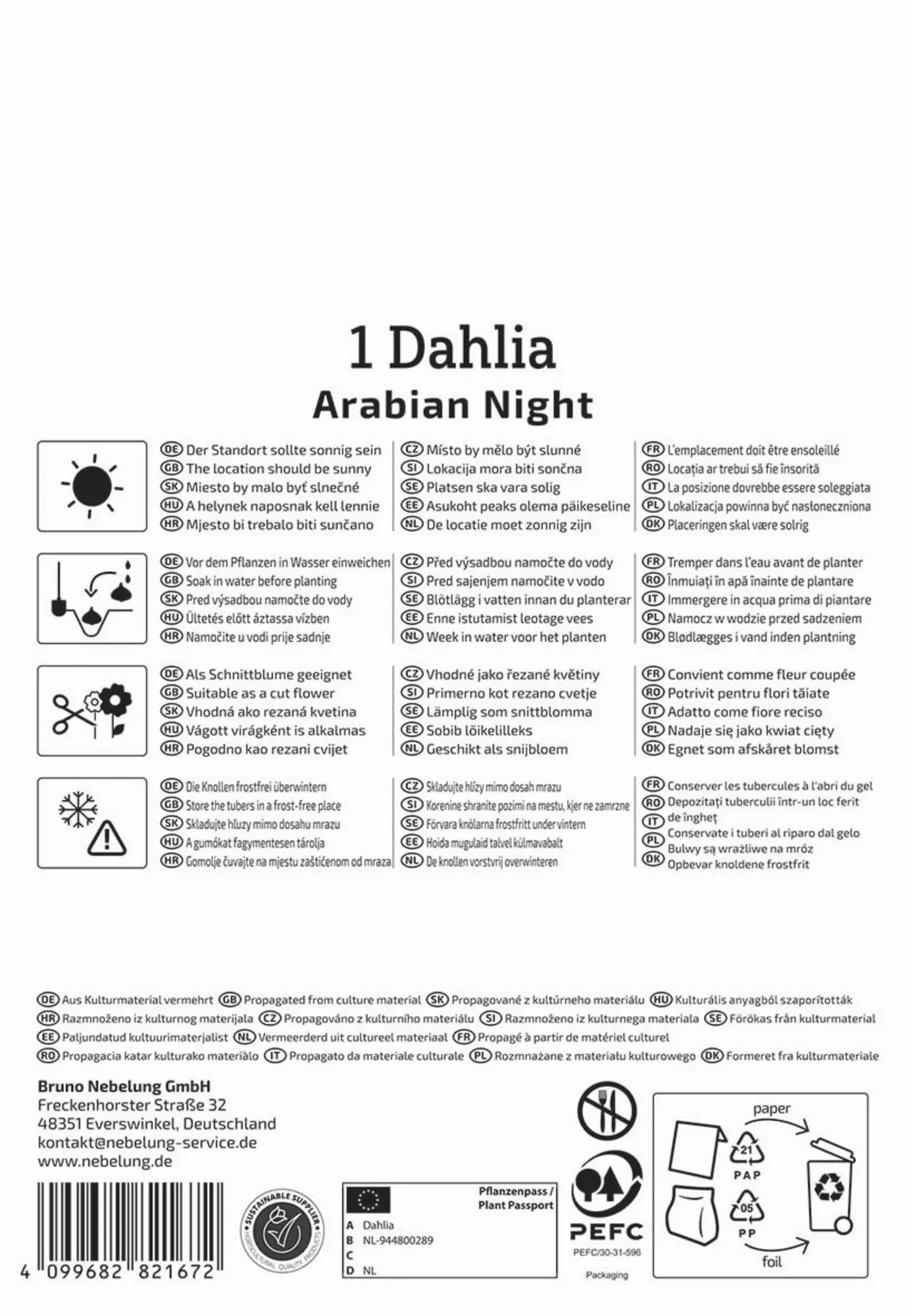 Kiepenkerl Frühjahrsblumenzwiebel Seerosen-Dahlie Arabian Night 1 Stück