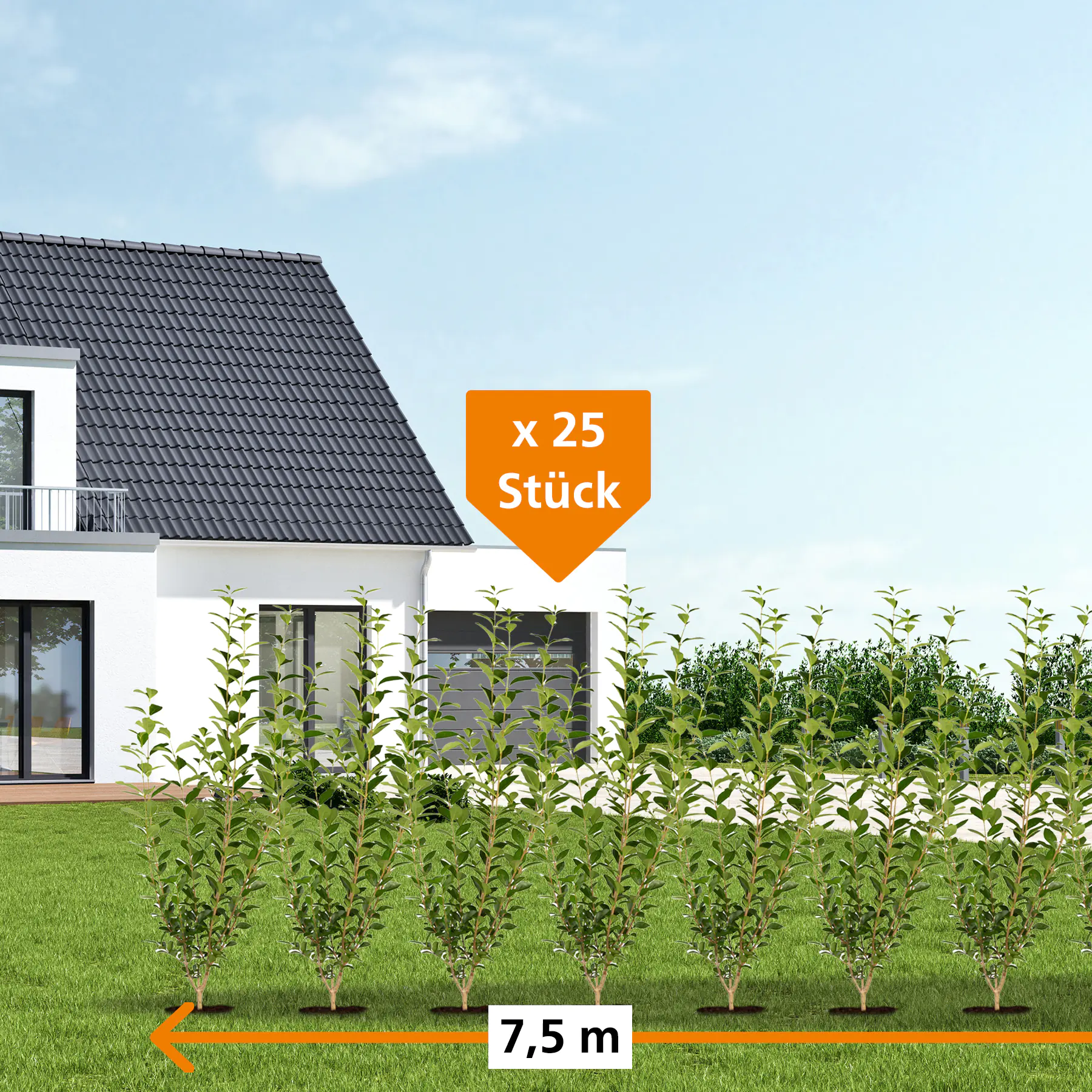 Immergrüner Liguster Ligustrum vulgare atrovirens H 175 - 200 cm, 25 Stück